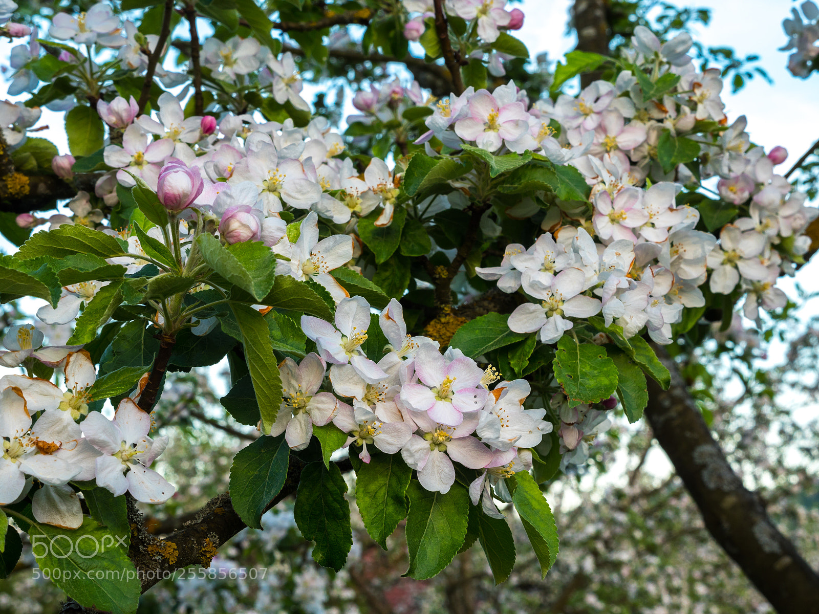 Panasonic Lumix DMC-GX8 sample photo. Apple blossom photography