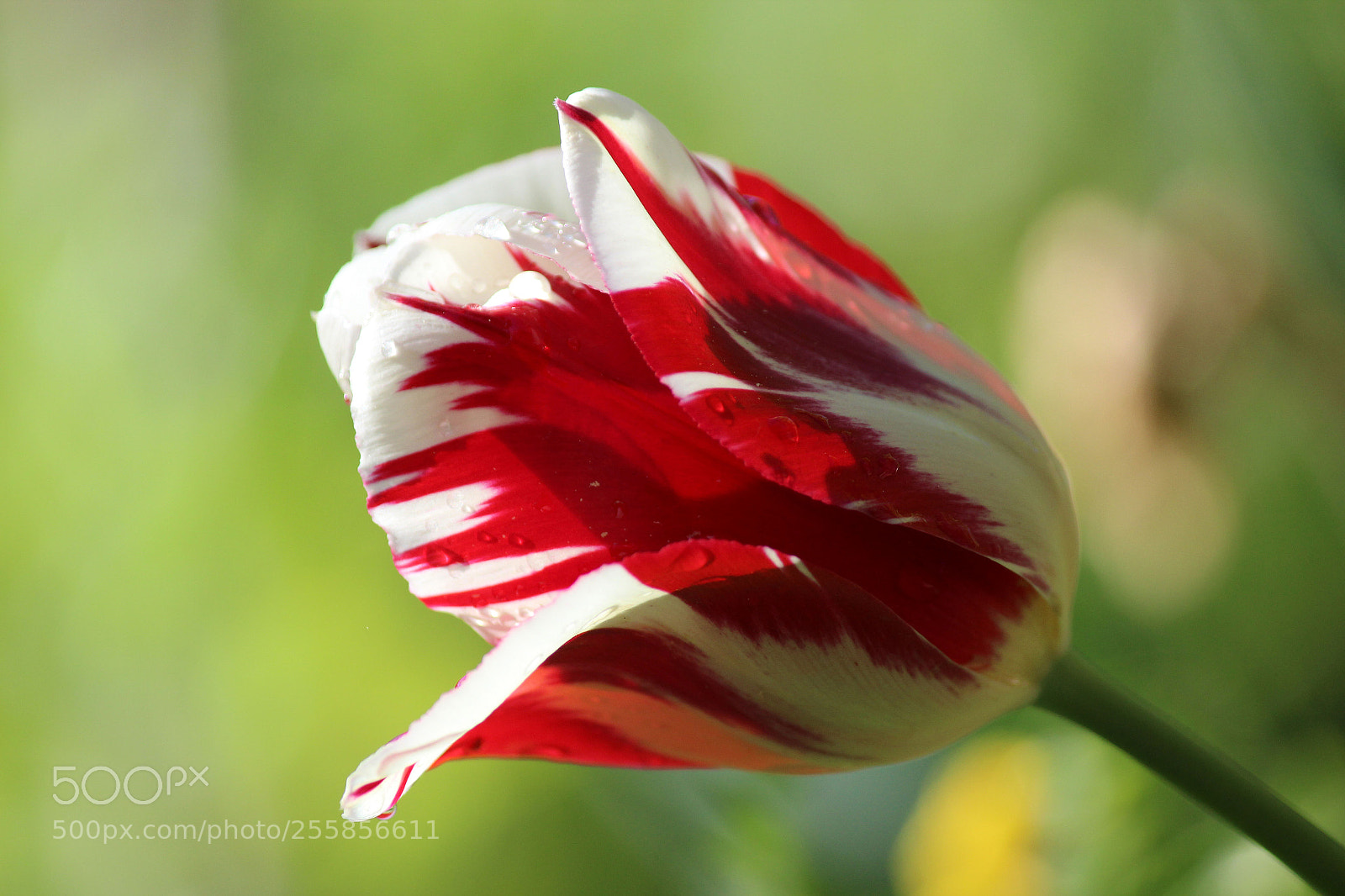 Canon EOS 600D (Rebel EOS T3i / EOS Kiss X5) sample photo. Fresh after the rain photography