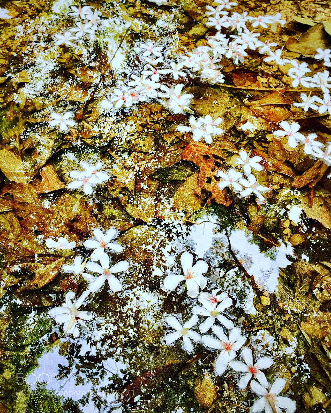 Apple iPhone 6s Plus sample photo. Untitled photography