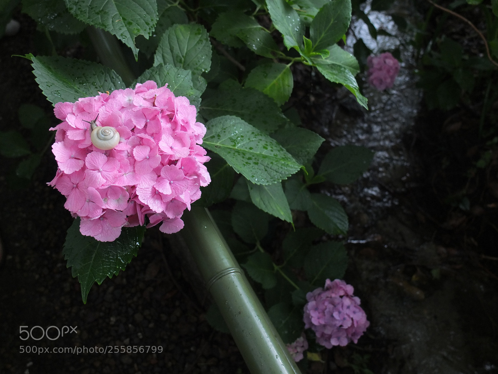 Fujifilm X10 sample photo. In the raining day. photography