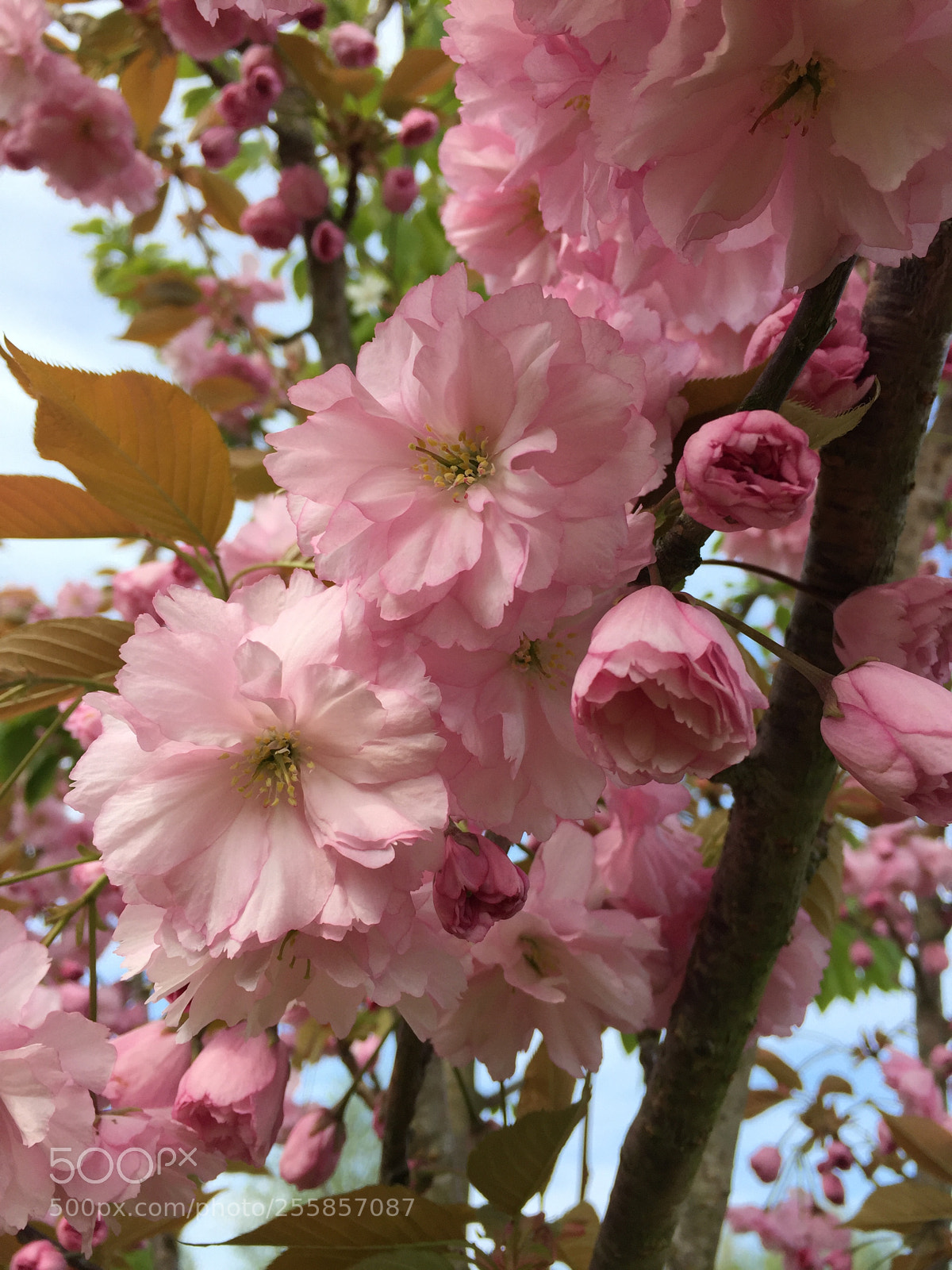 Apple iPhone 6 sample photo. Blossom photography