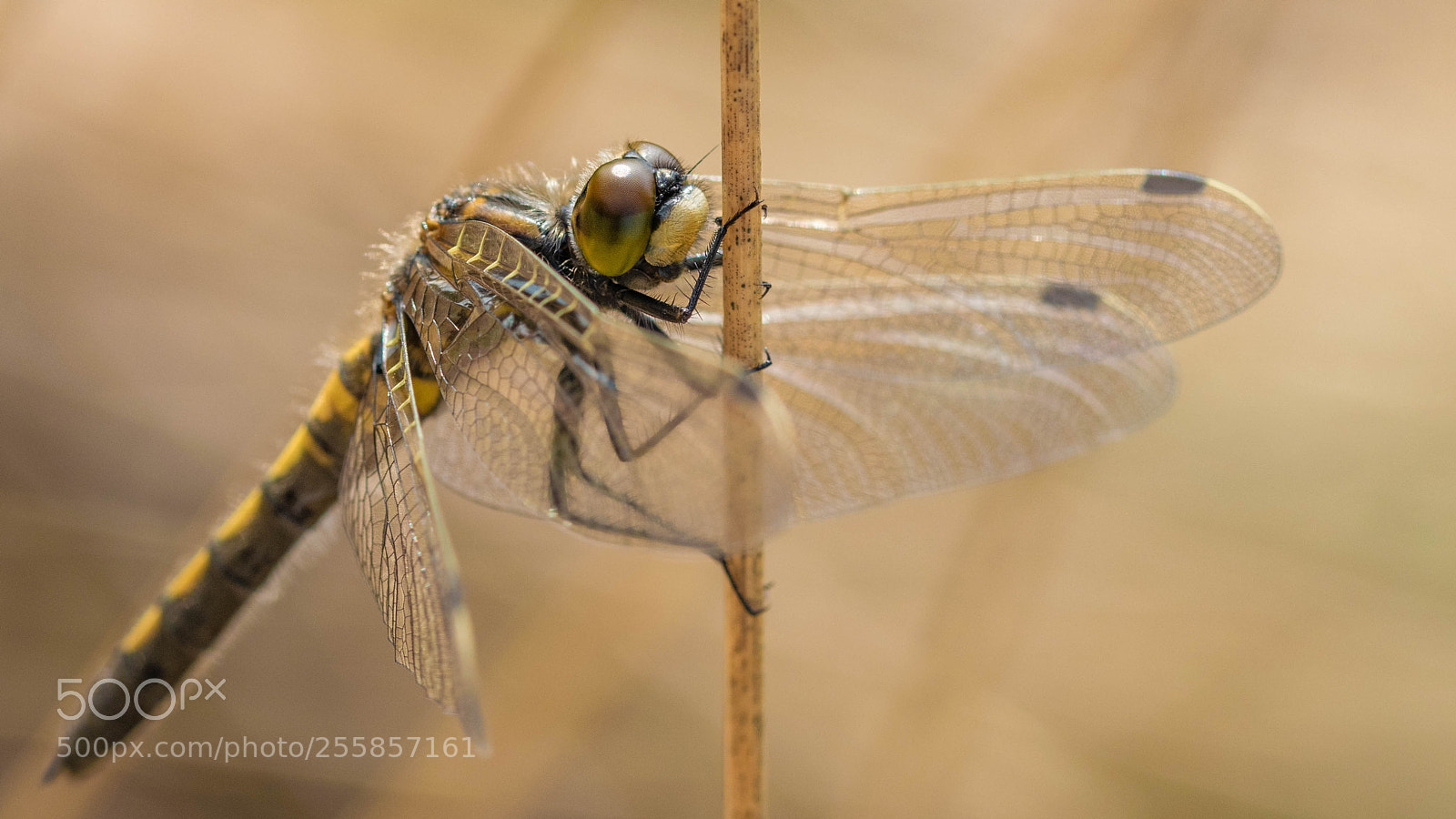 Nikon D5300 sample photo. Leucorrhinia rubicunda photography