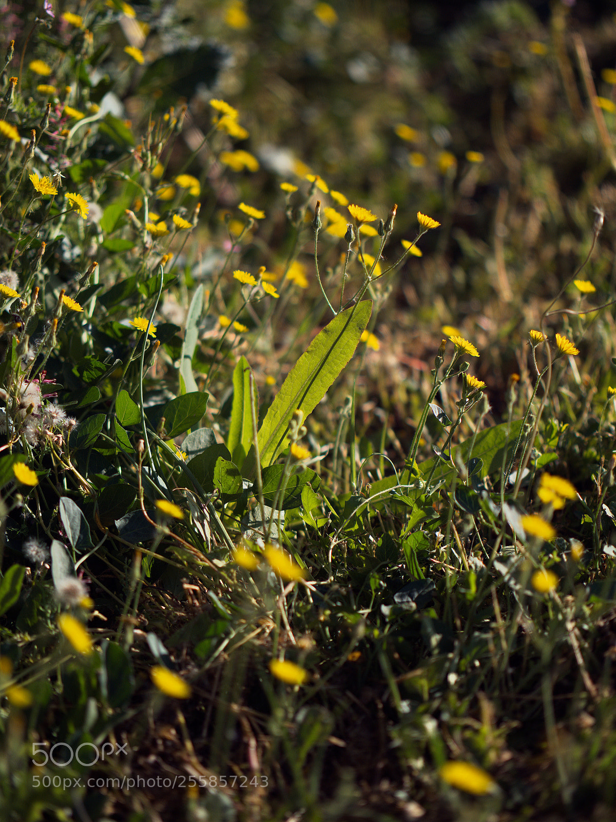 Panasonic Lumix DC-GH5 sample photo. Le printemps dans les photography