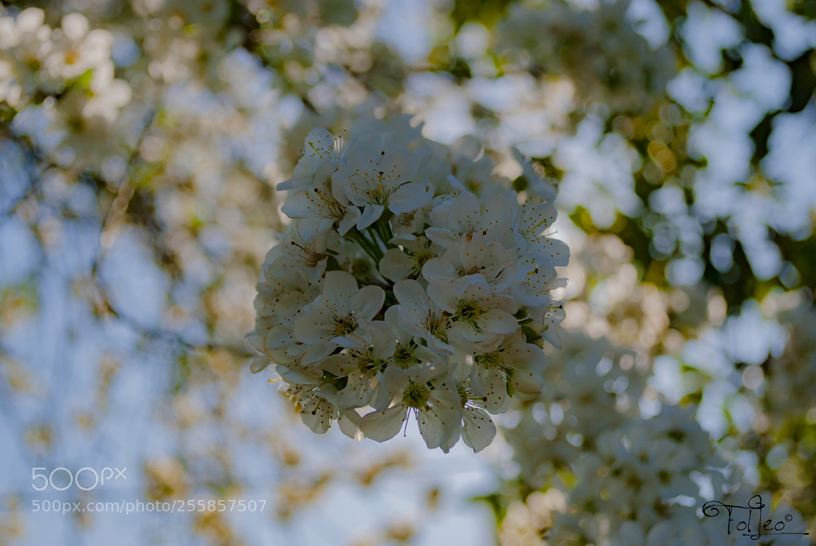 Nikon D3000 sample photo. Softness photography