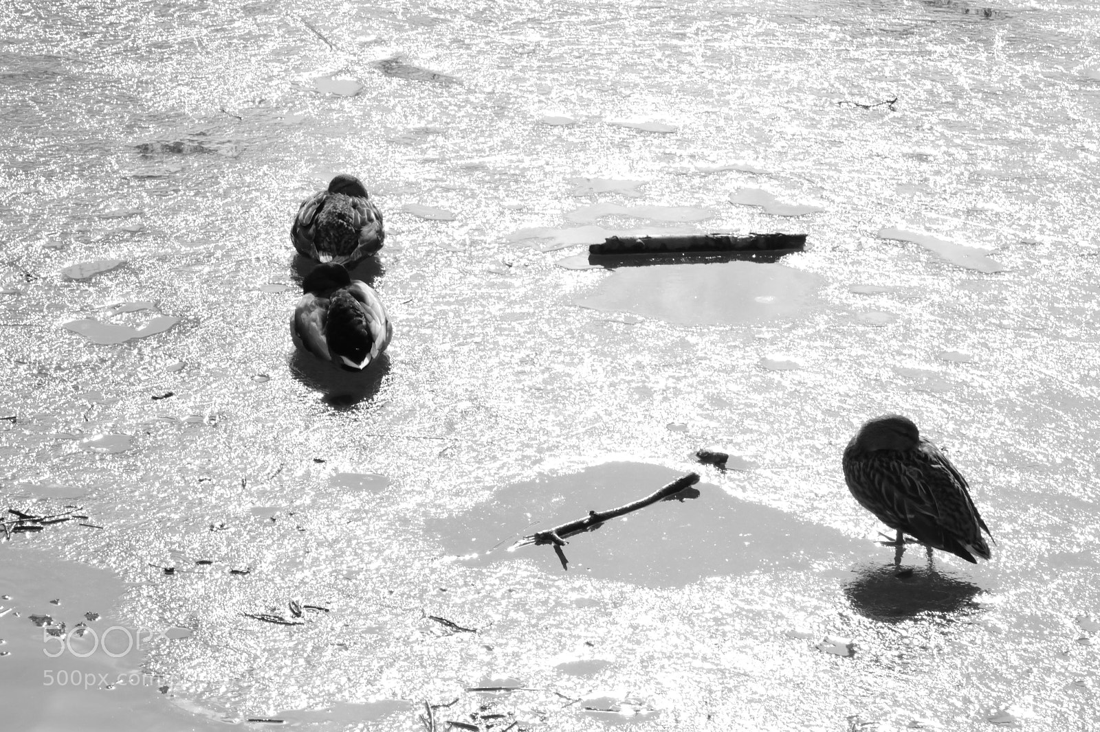 Nikon D3100 sample photo. Monochrome birds iv photography