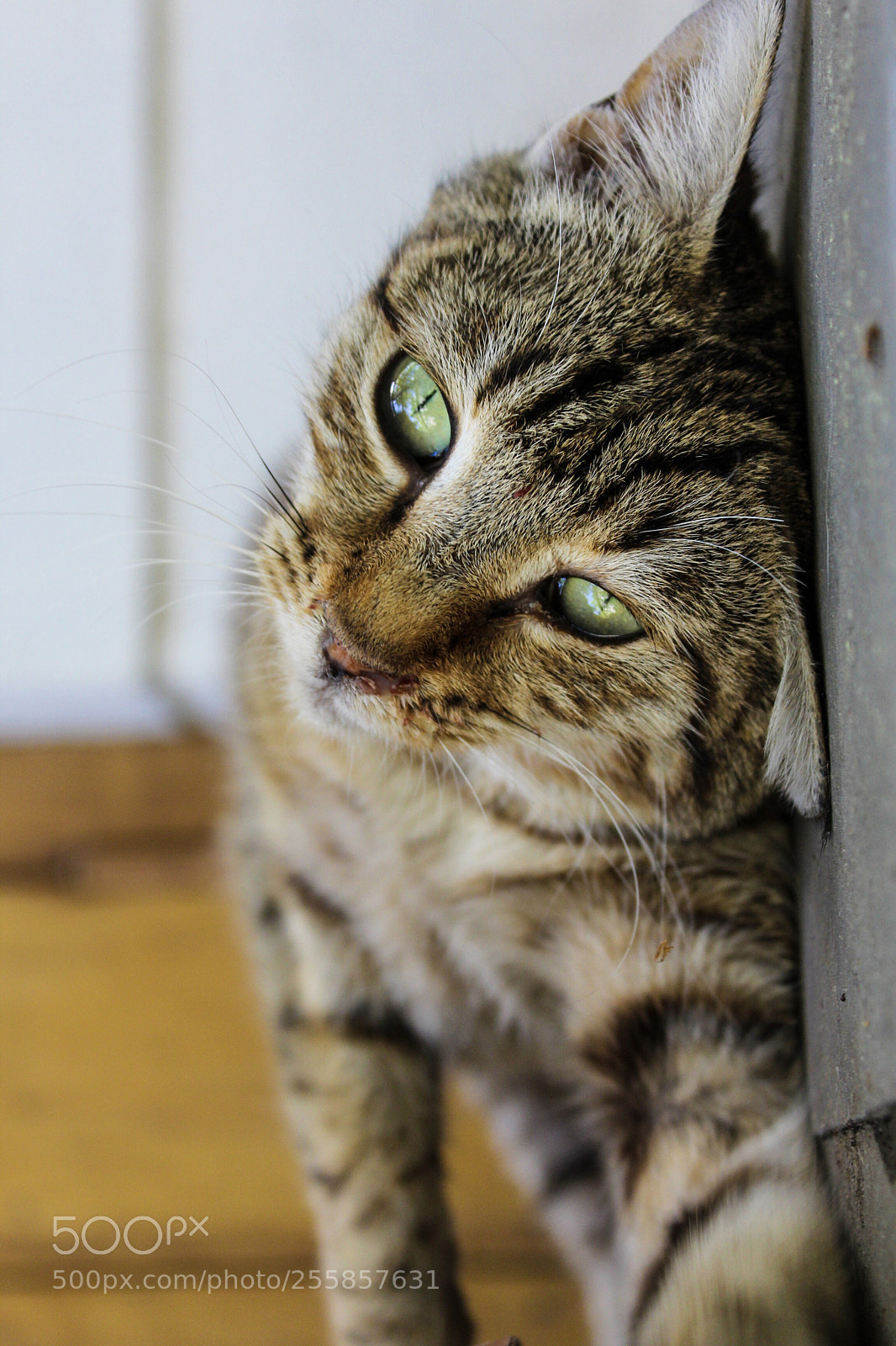 Canon EOS 1200D (EOS Rebel T5 / EOS Kiss X70 / EOS Hi) sample photo. Beautiful cat photography