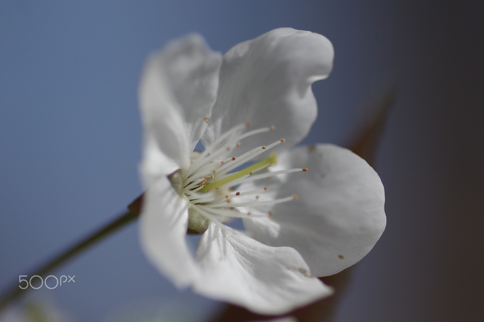 Pentax smc D-FA 100mm F2.8 Macro WR sample photo. White cherry photography