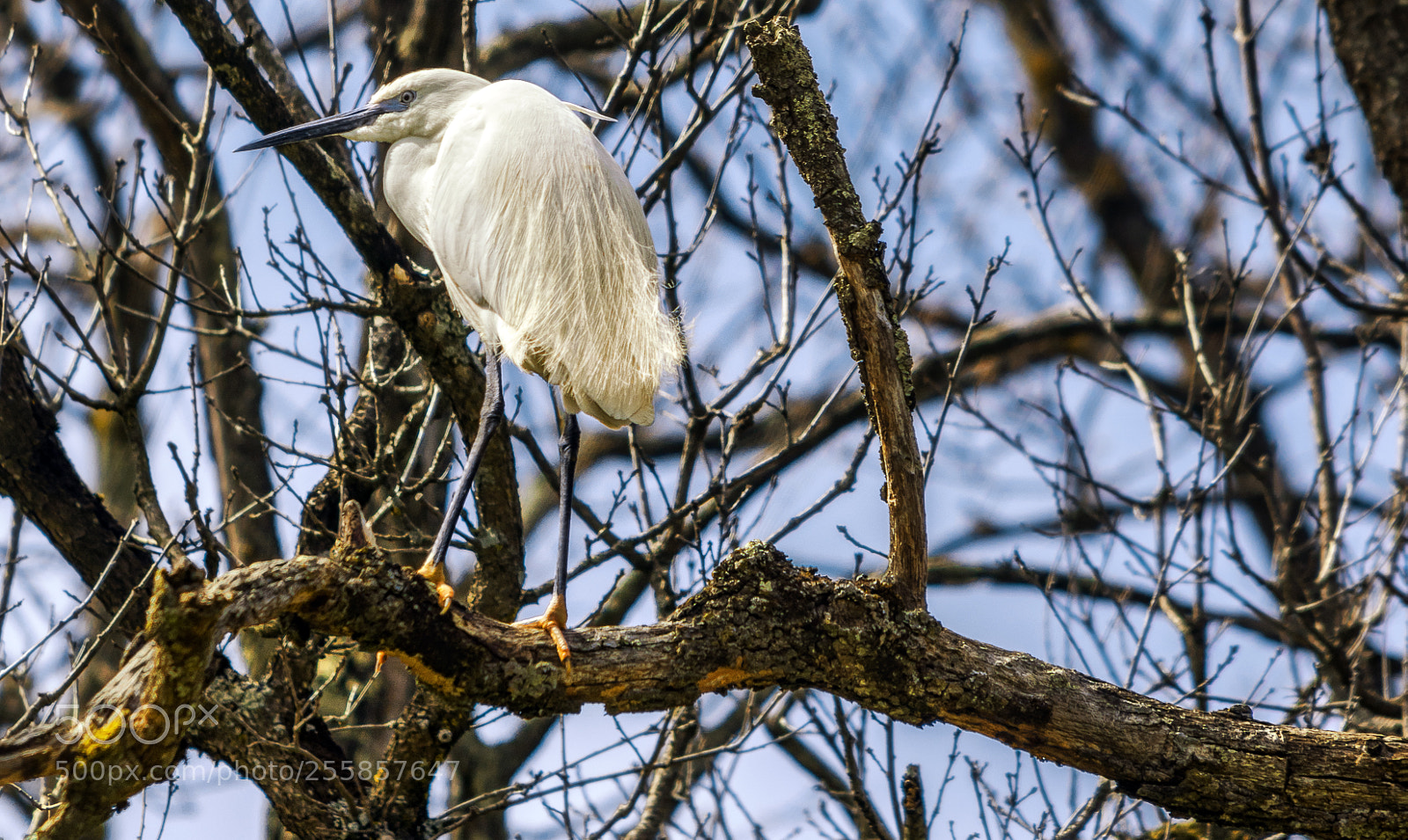 Nikon D7200 sample photo. Over the river. photography