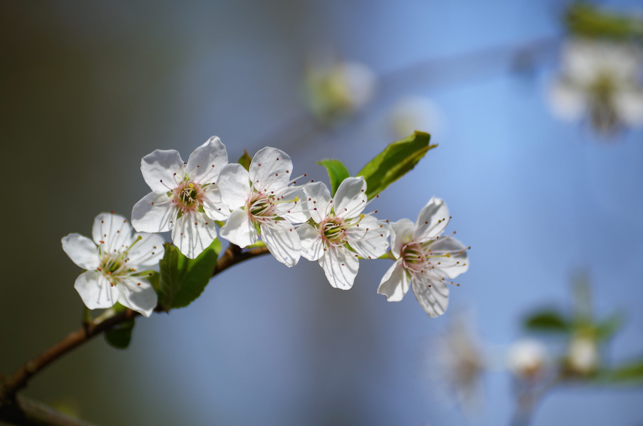 Pentax K-50 sample photo. Hawthorn photography