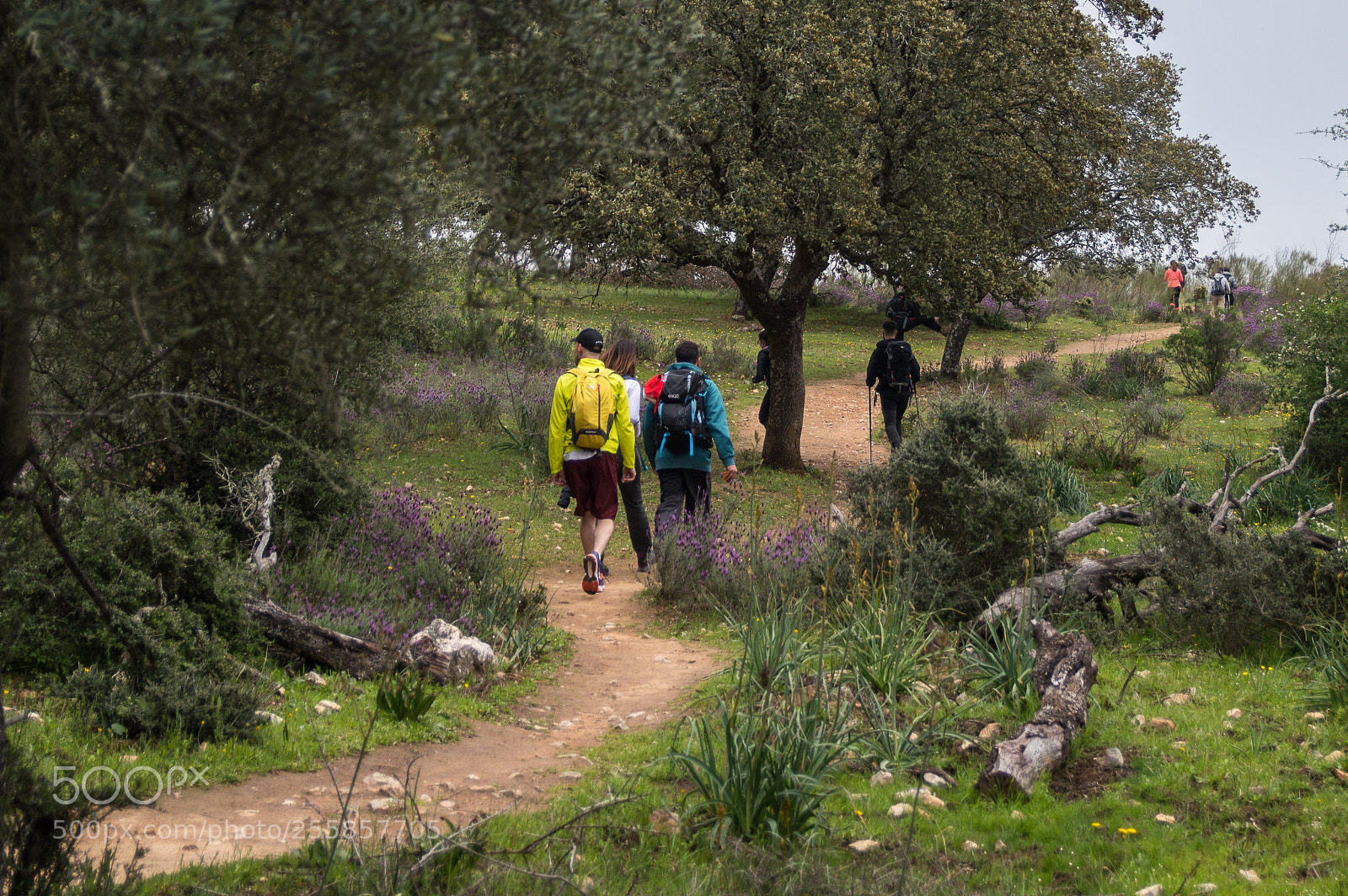 Nikon D3200 sample photo. The path photography