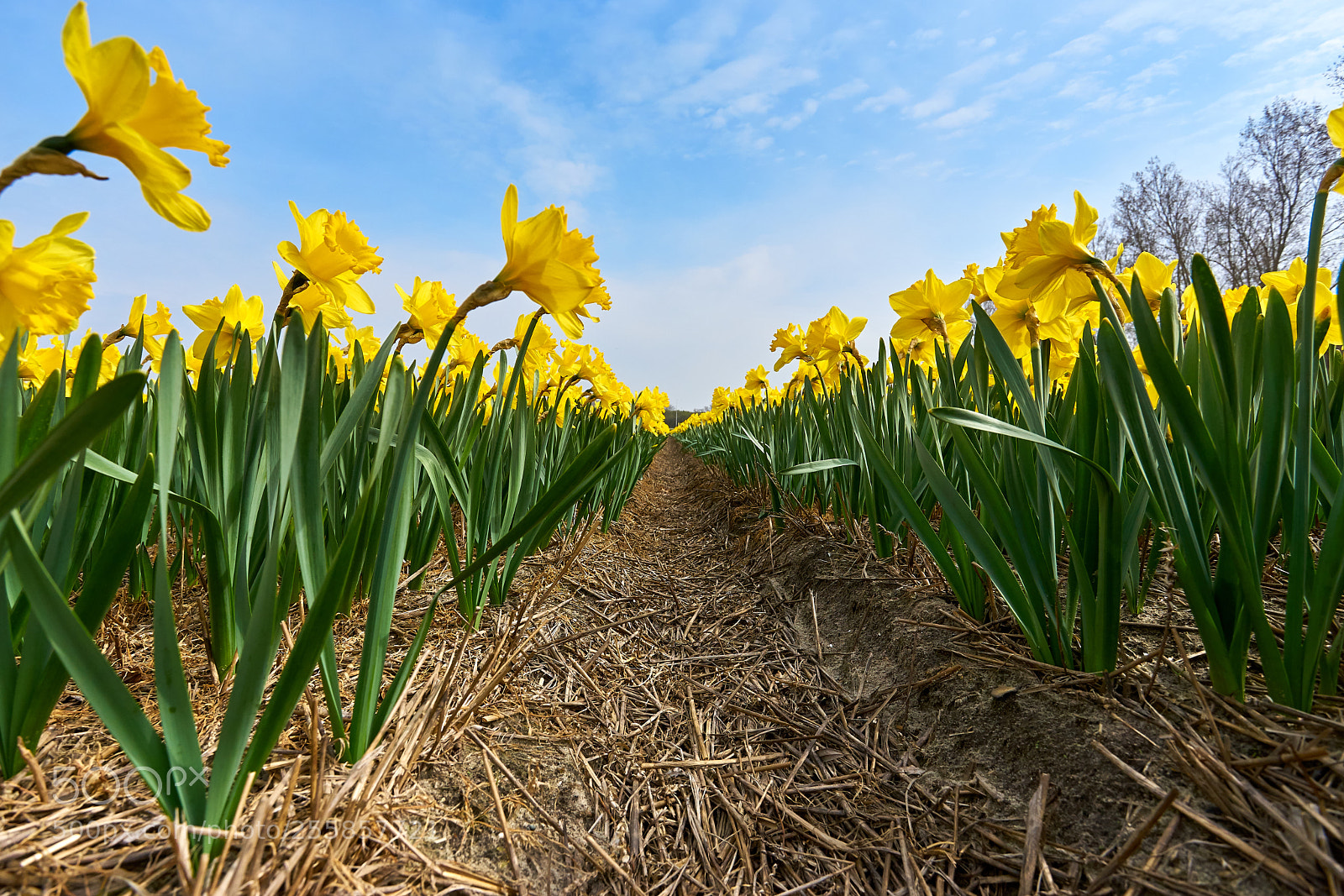 Sony a7 sample photo. Narcissen photography