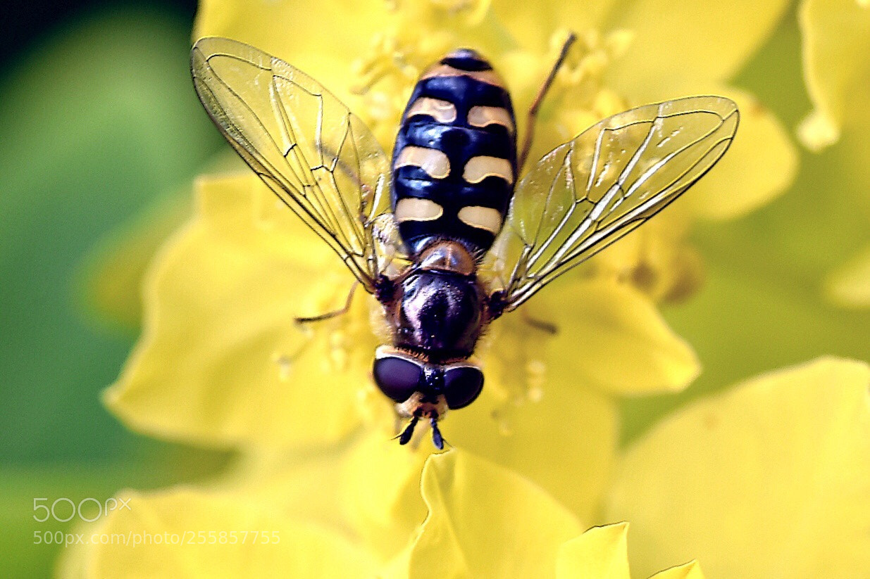 Nikon D5600 sample photo. Dasysyrphus albostriatus. a fly photography