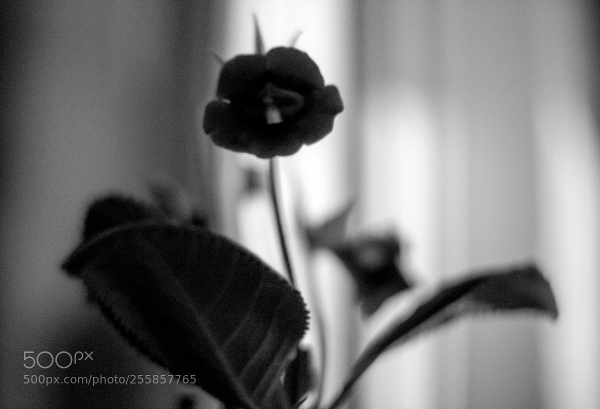 Fujifilm X-T10 sample photo. Flower in the night. photography