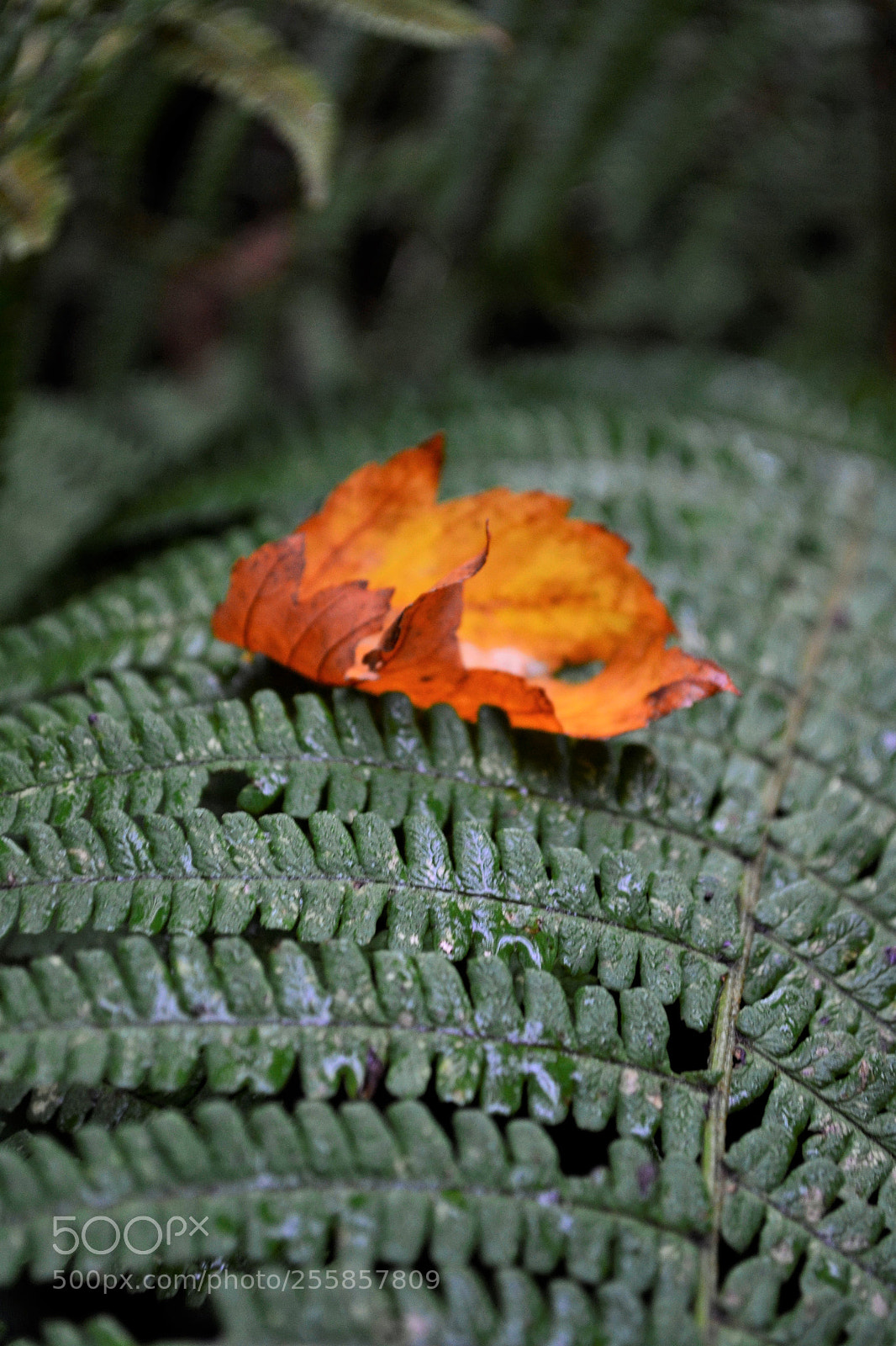 Nikon D3100 sample photo. Simple leaf photography