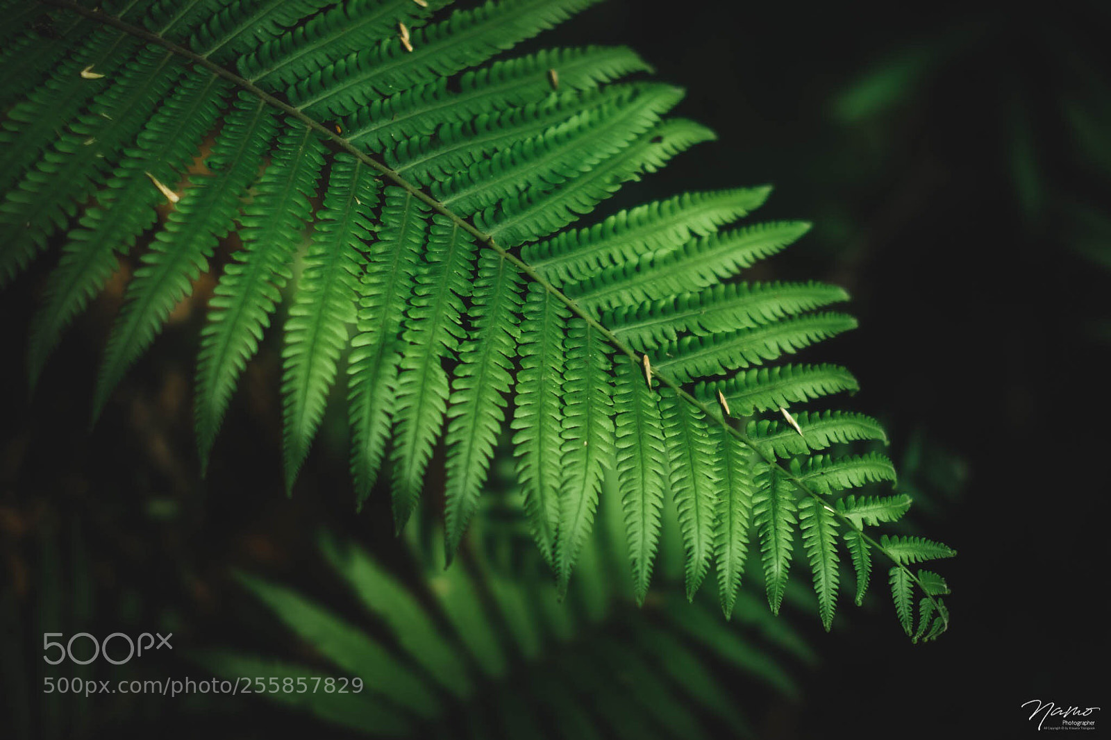 Fujifilm X-T10 sample photo. Green photography