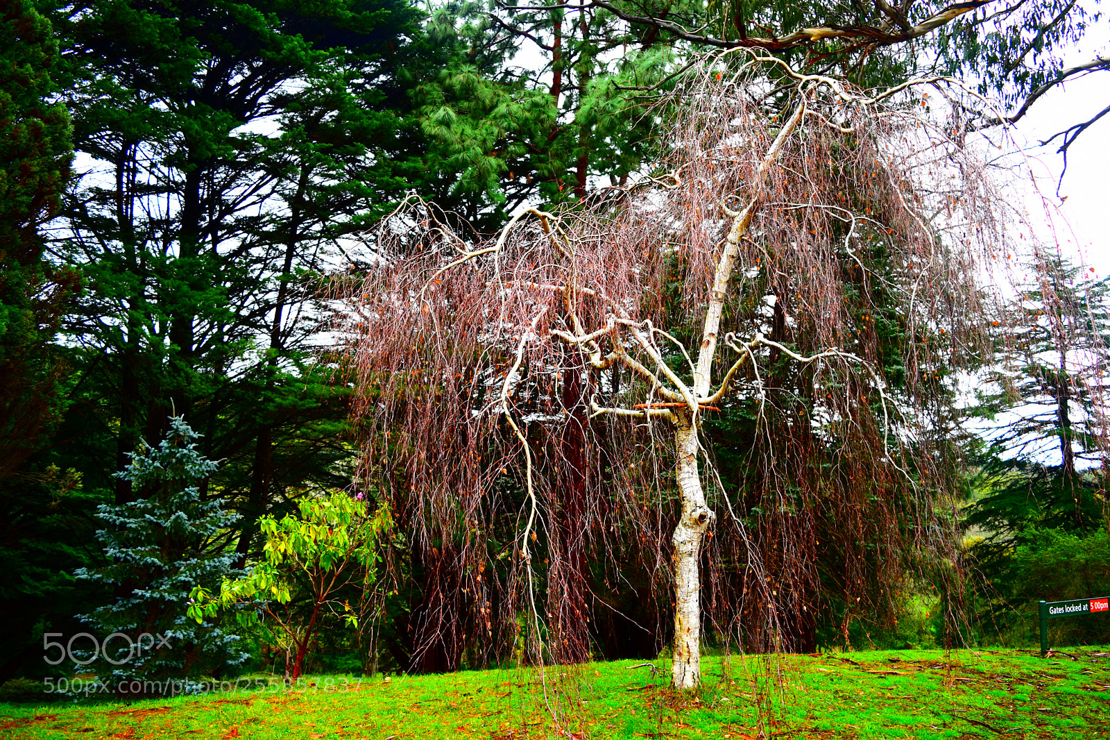 Nikon D3300 sample photo. Maroondah photography