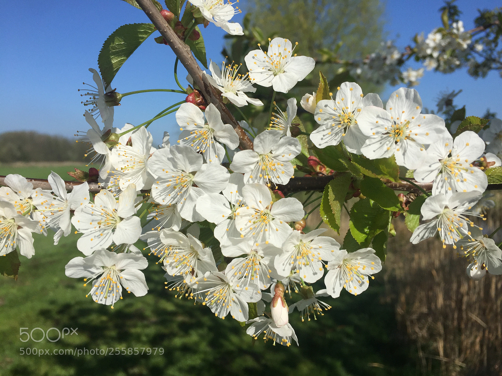 Apple iPhone 6 sample photo. Spring photography