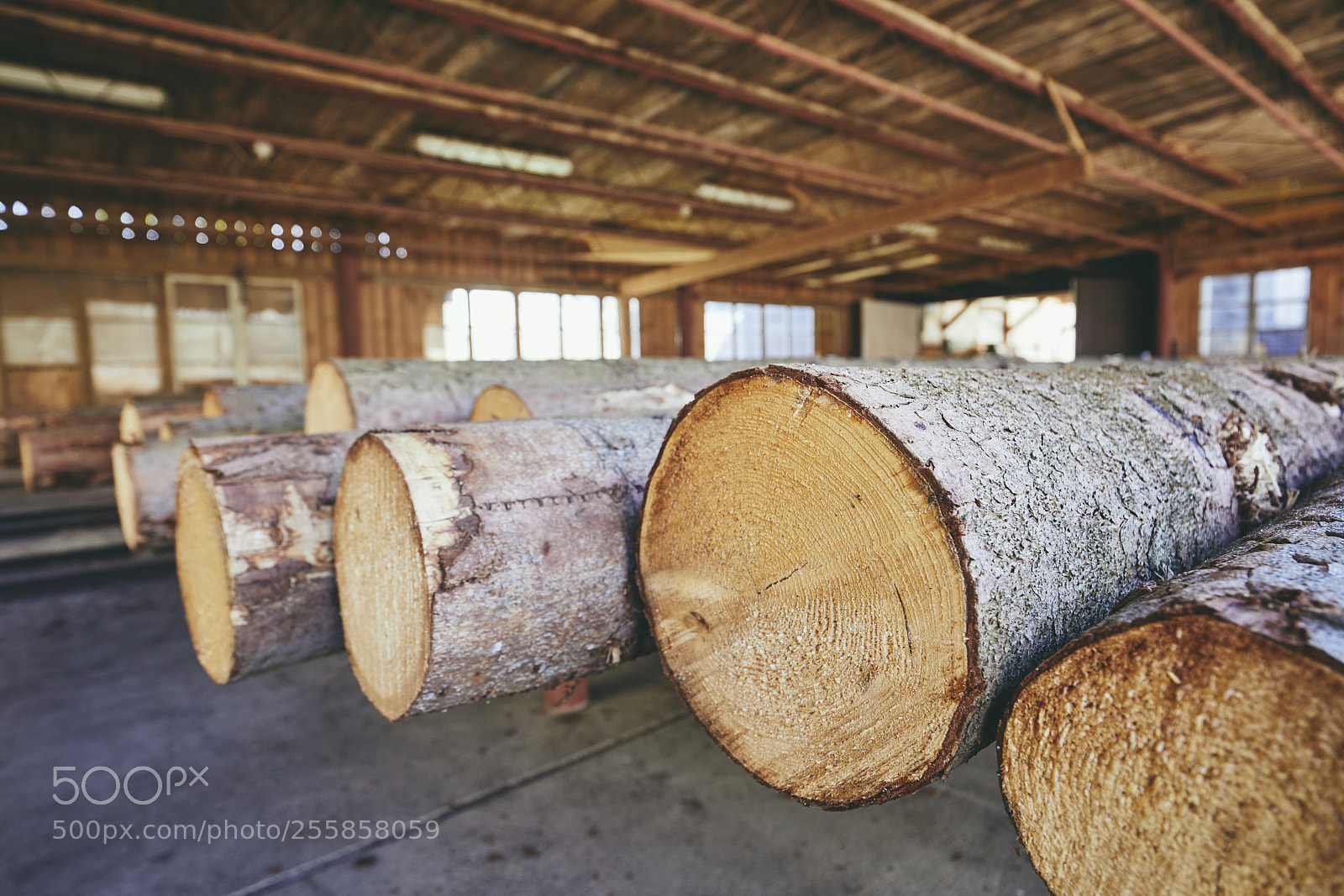Canon EOS 5D Mark IV sample photo. Timber at the sawmill photography