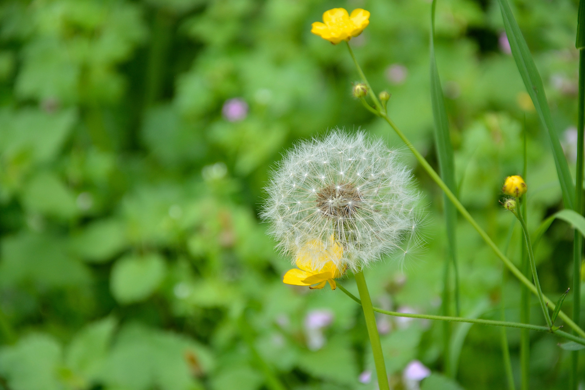 Nikon D7100 sample photo. Dandelion flower photography