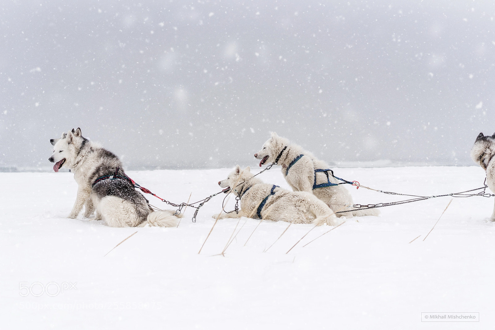 Sony a7R III sample photo. Team of sled dogs photography