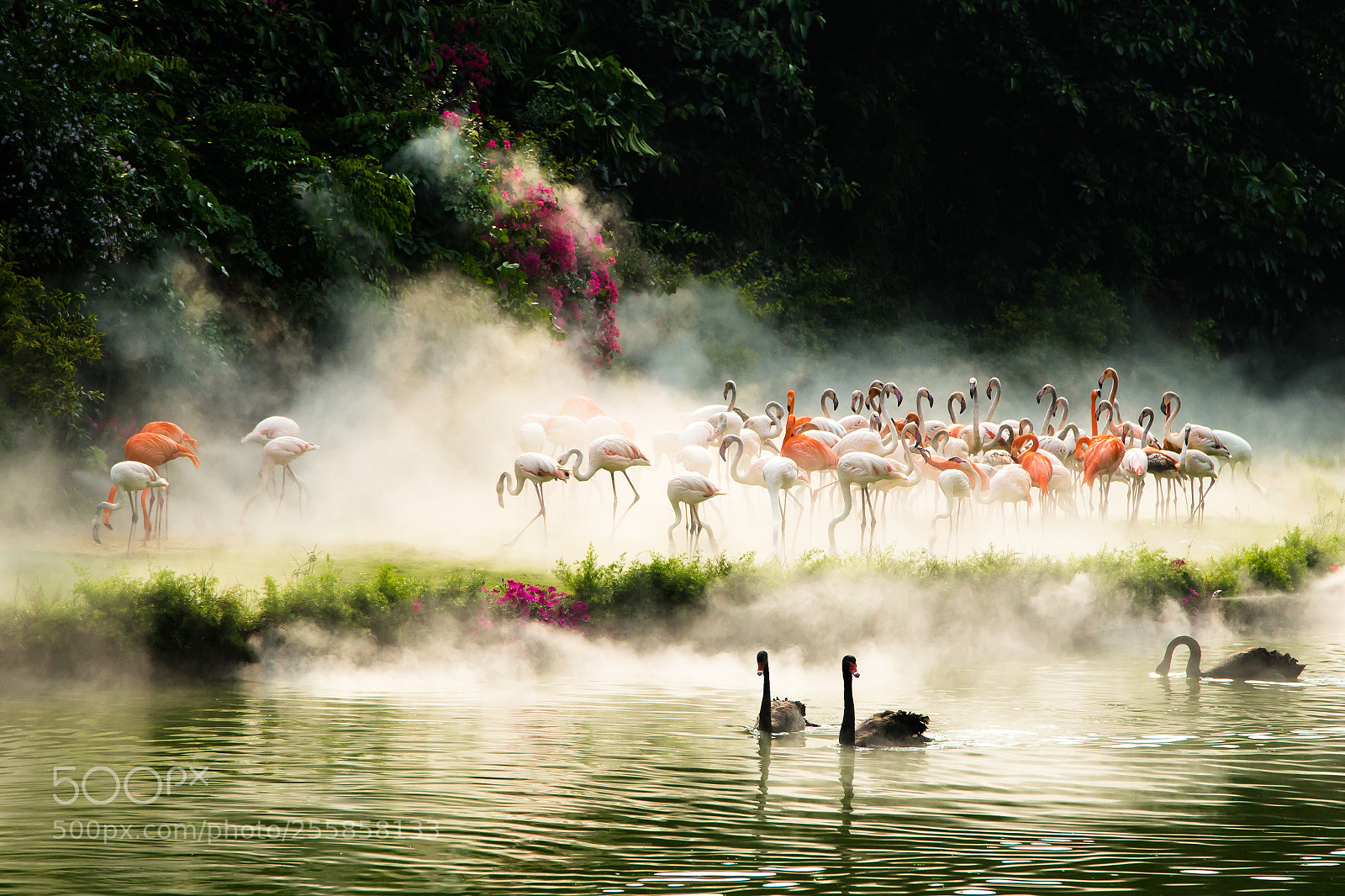 Canon EOS-1D X sample photo. 火烈鳥&黑天鵝 photography