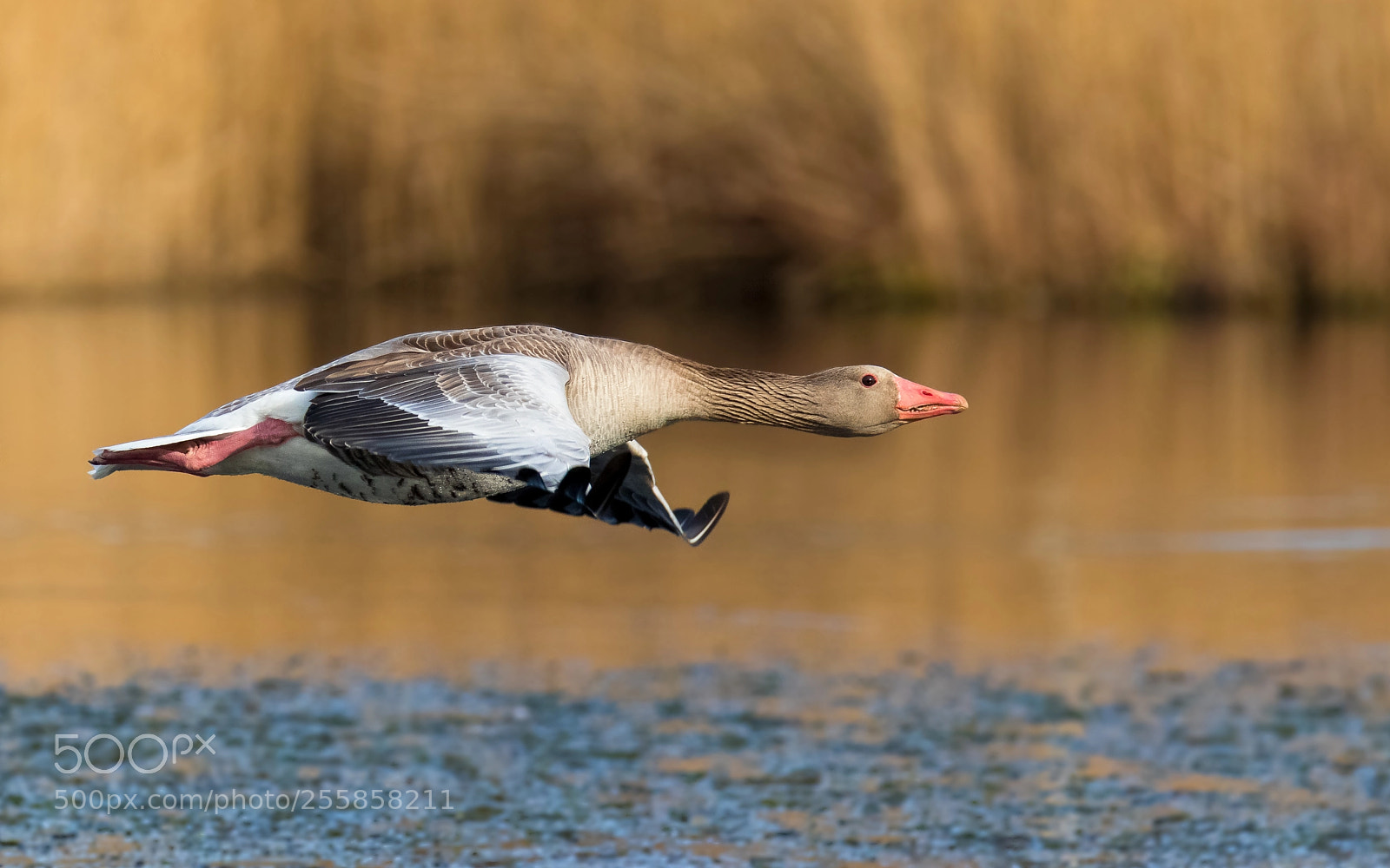 Canon EOS 7D Mark II sample photo. Greylag goose in flight photography