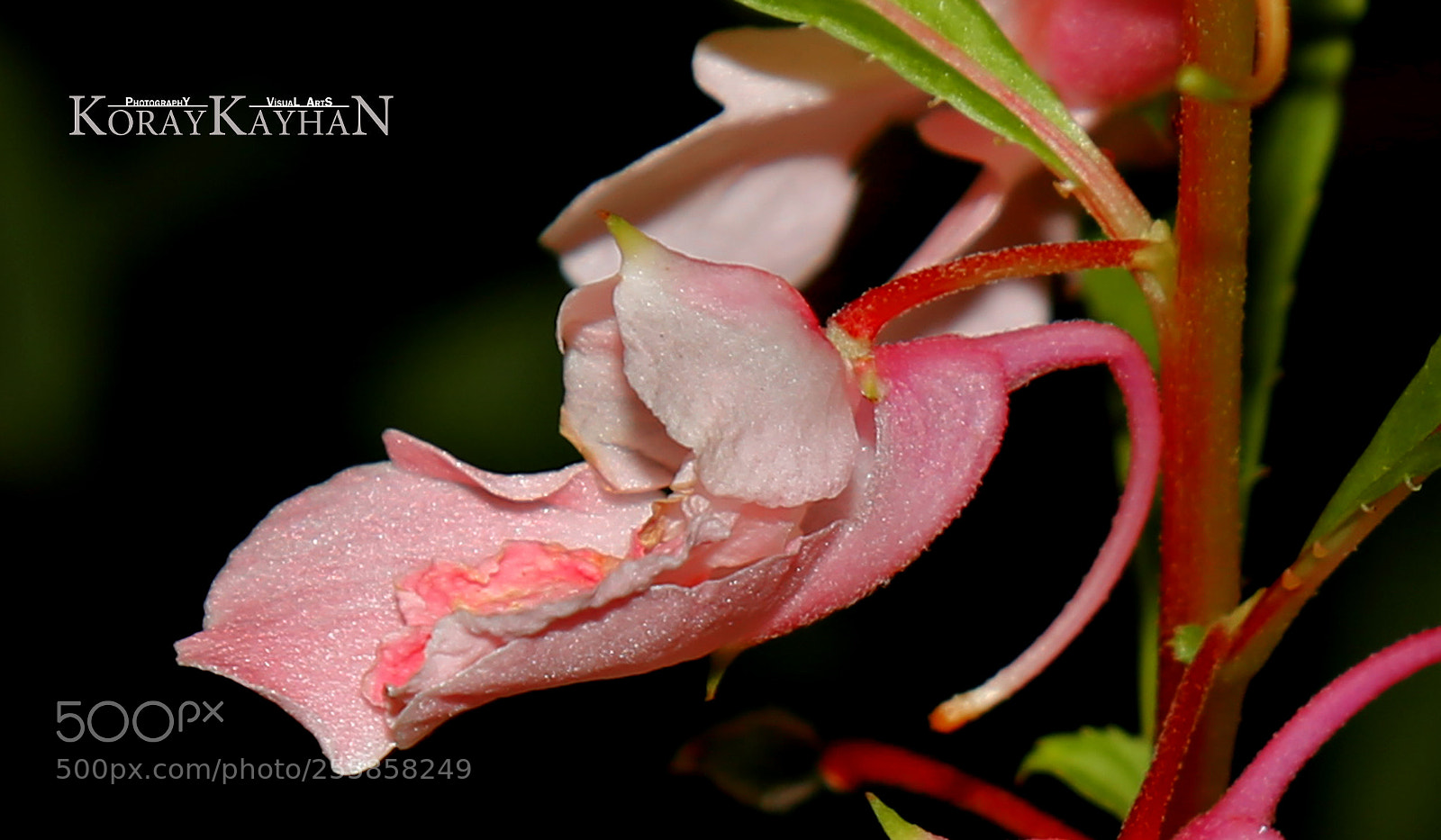 Canon EOS 6D sample photo. Pink photography