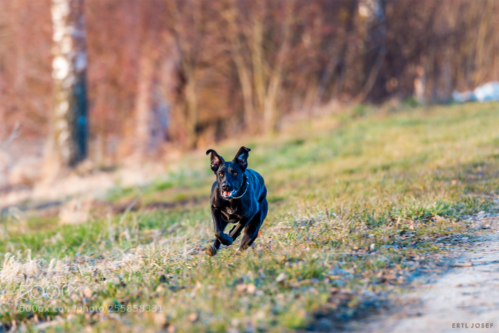 Canon EOS 70D sample photo. Hunting photography