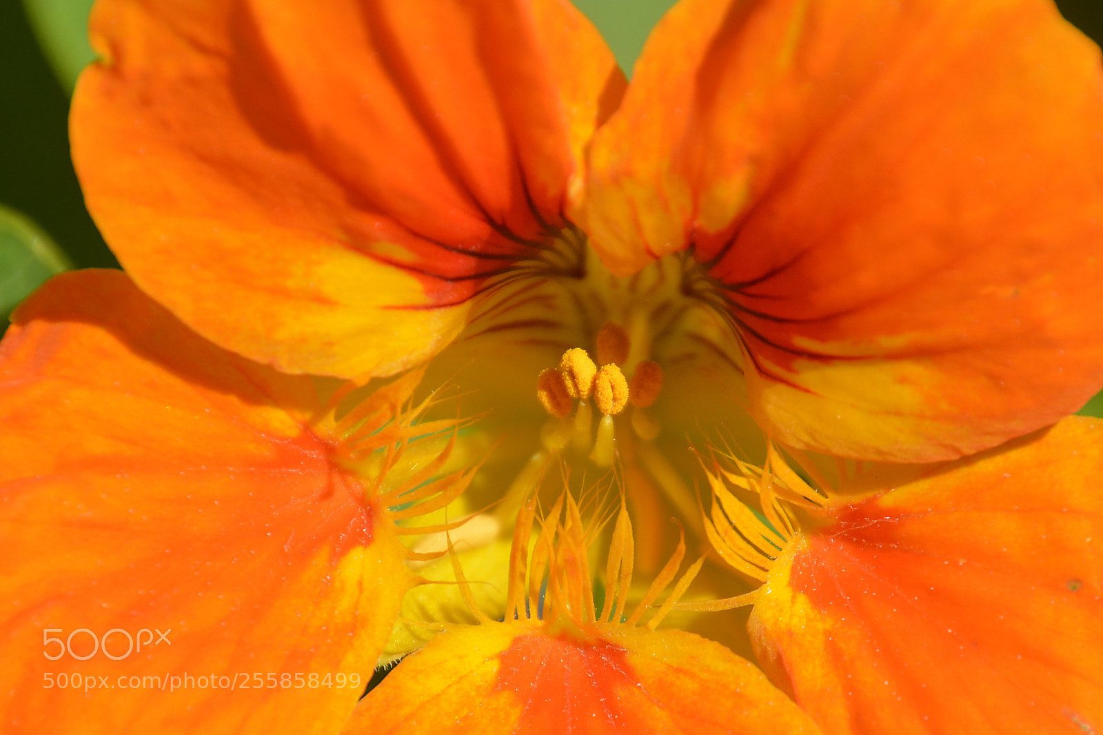 Nikon D5200 sample photo. En naranja photography