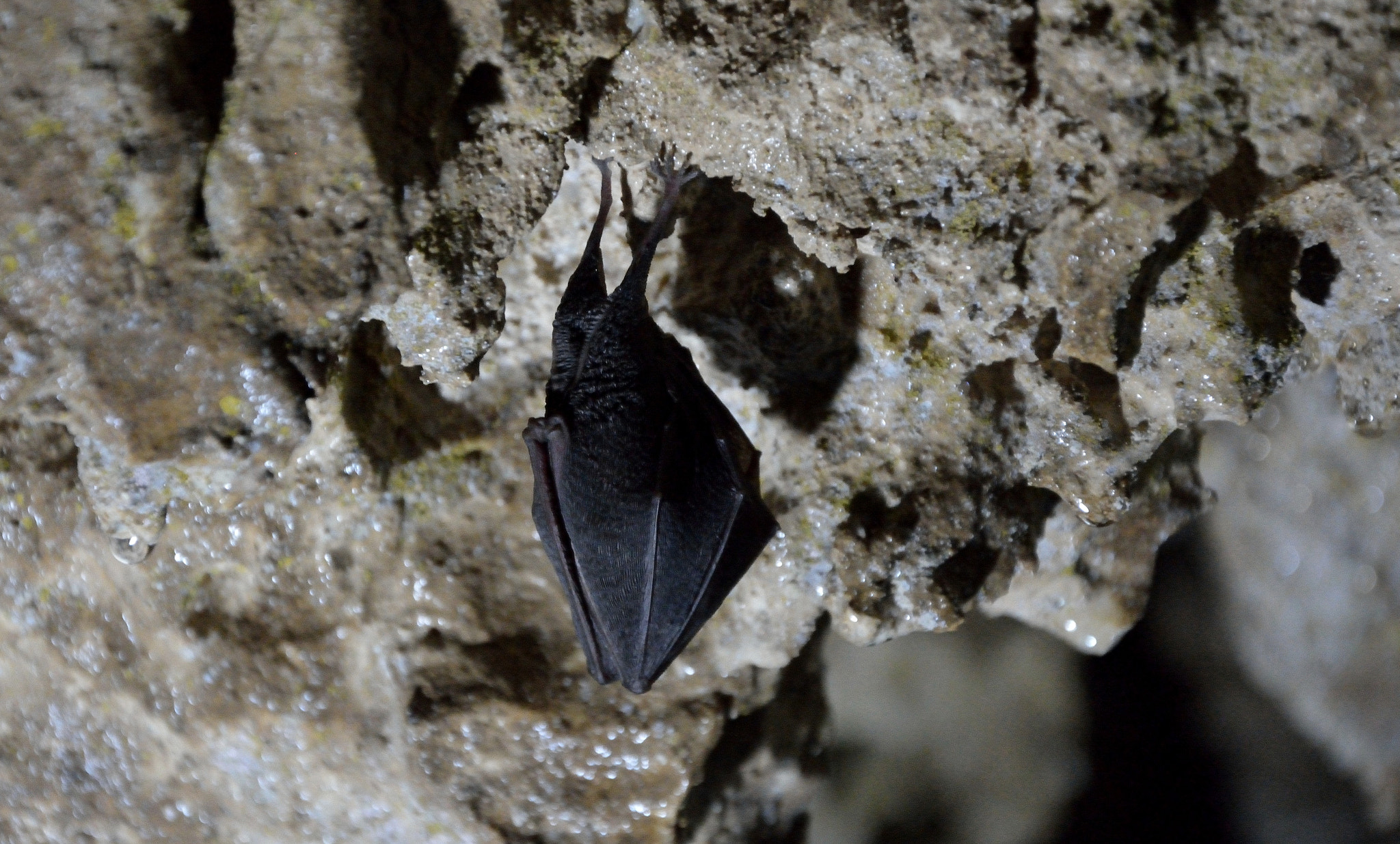 Nikon D7100 sample photo. Bat photography