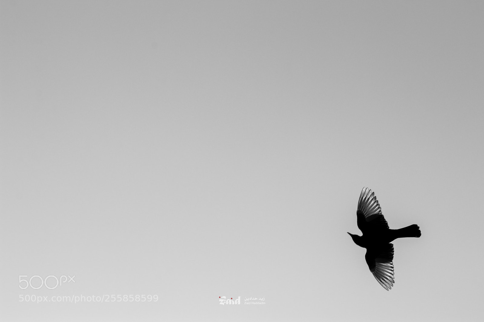 Canon EOS 80D sample photo. Bird in the sky photography