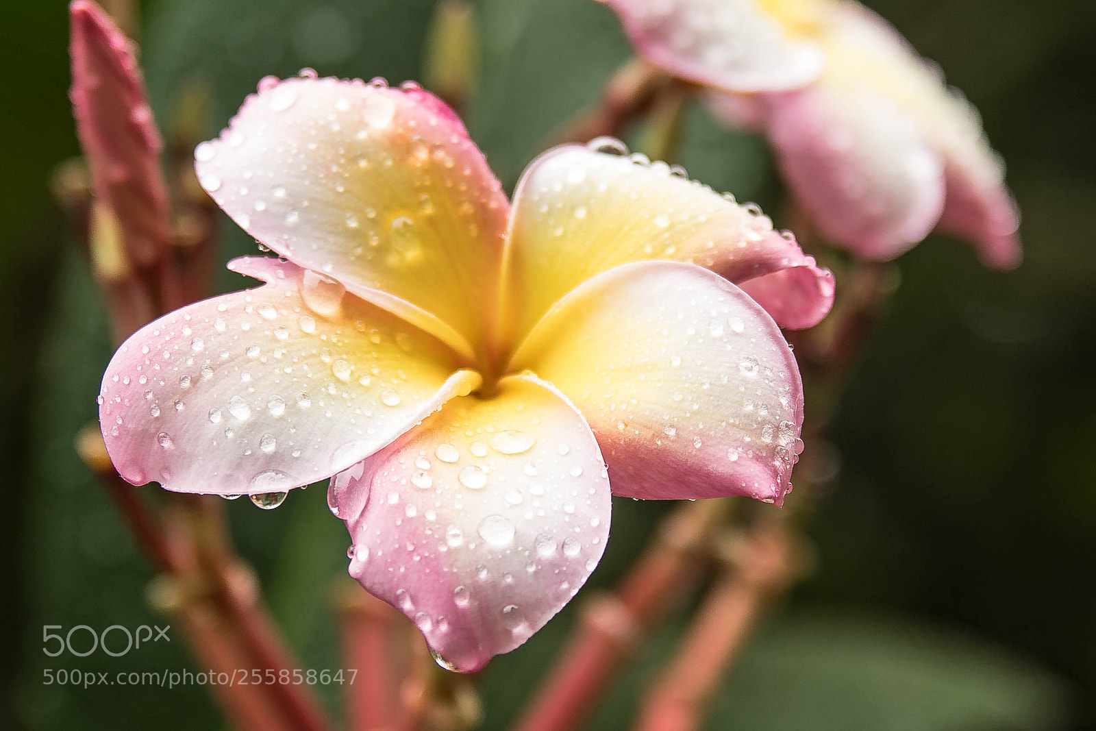 Nikon D500 sample photo. Rain photography
