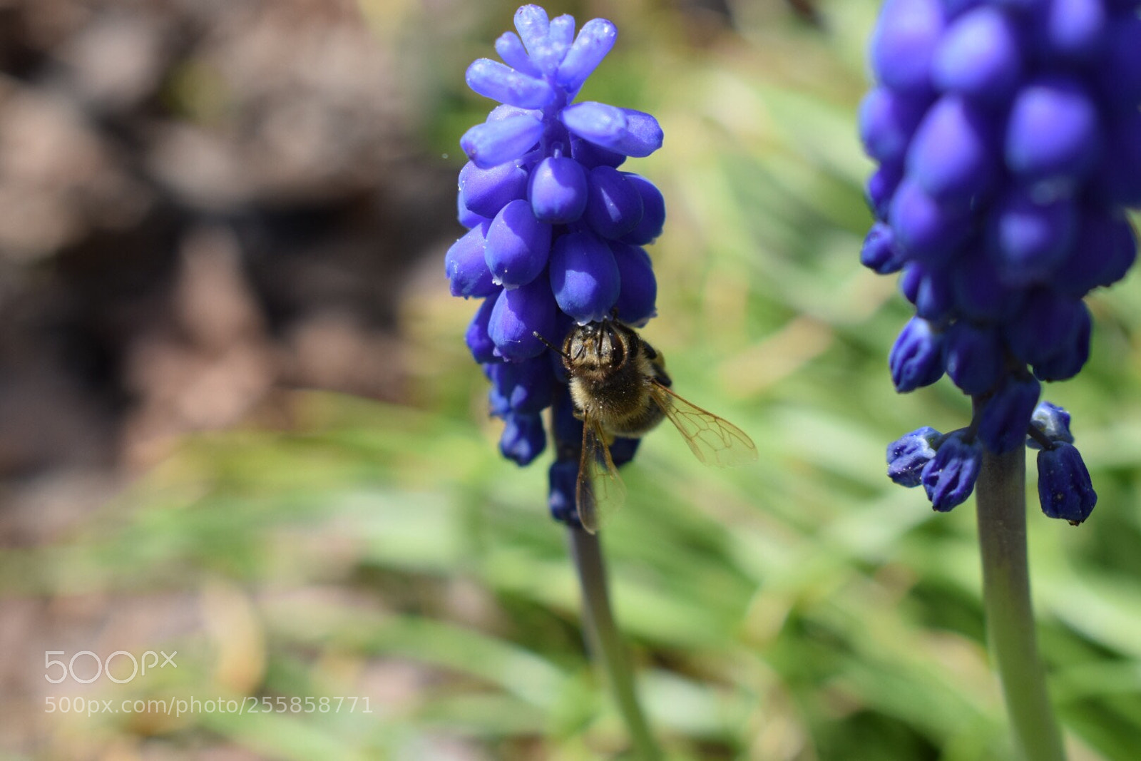 Nikon D5300 sample photo. Hello spring photography