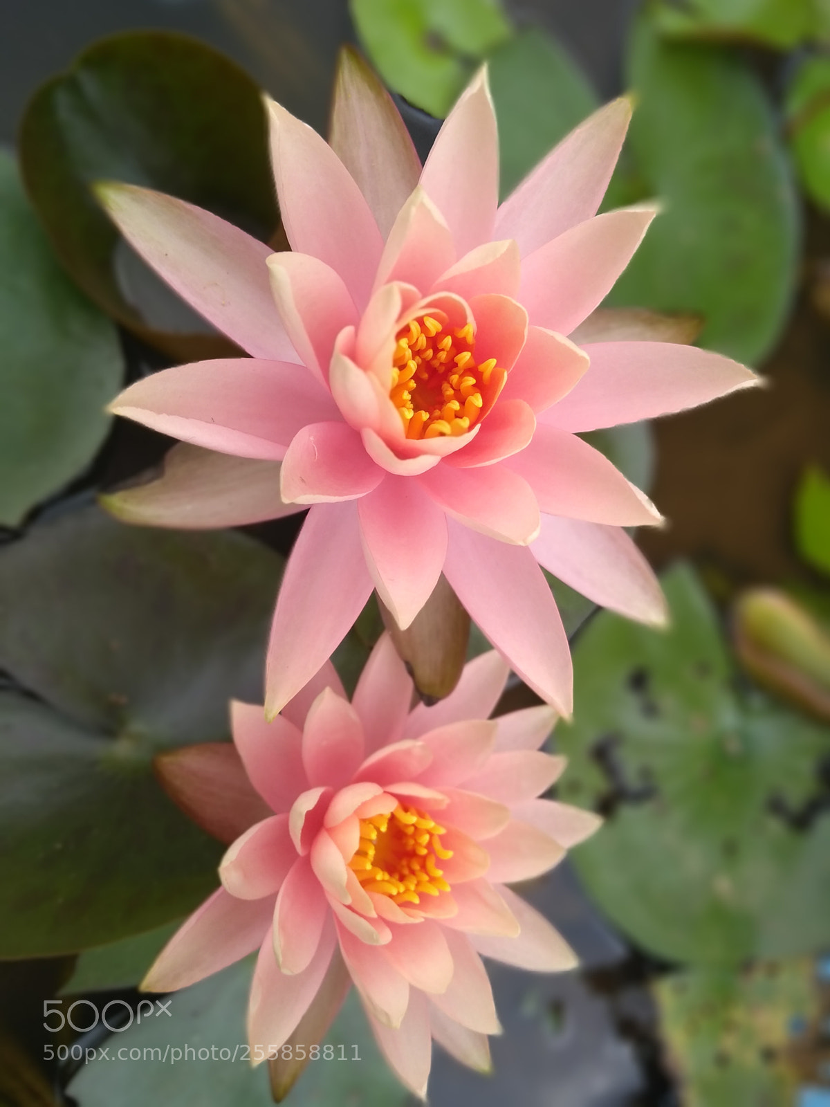 Motorola Moto G (5S) Plus sample photo. A rare gradient lotus photography