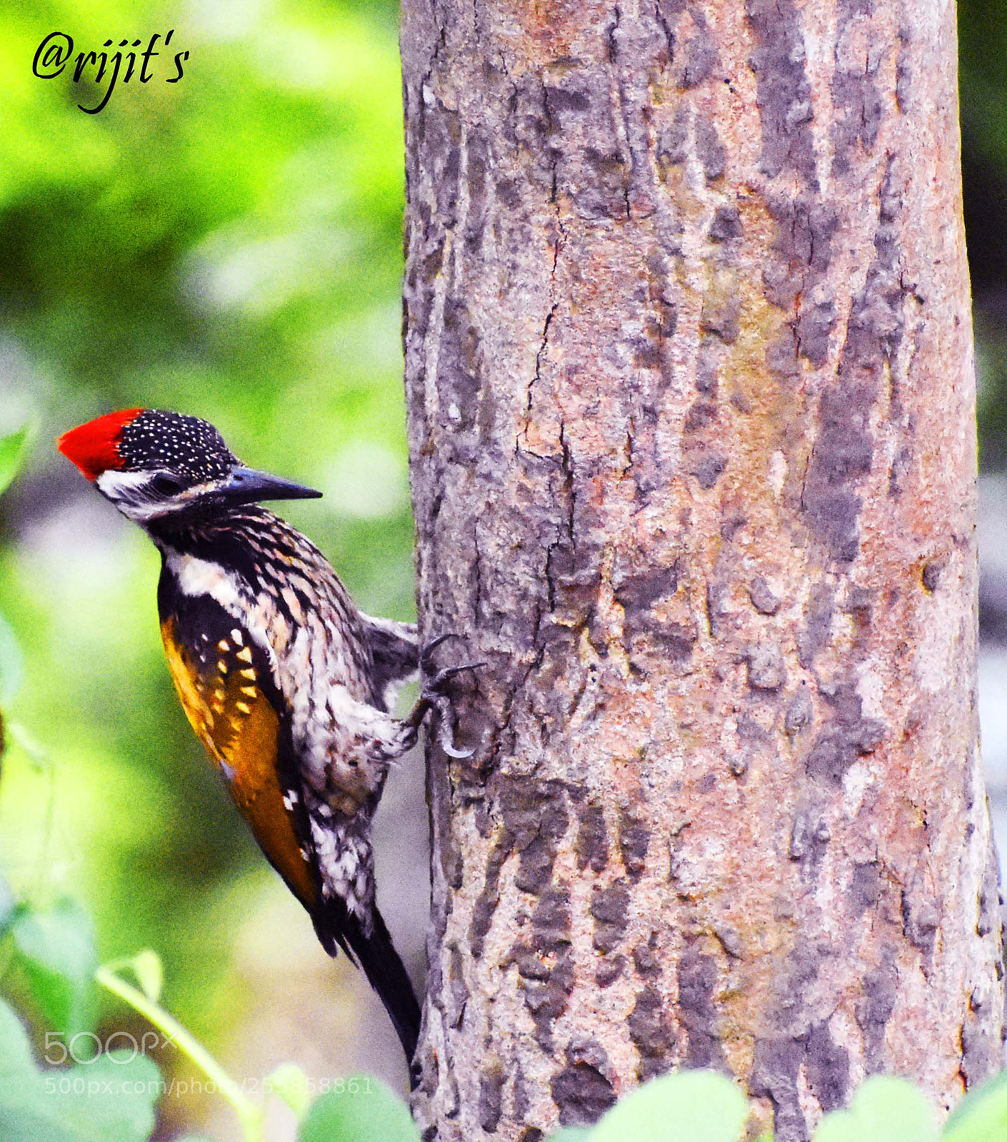 Nikon D3400 sample photo. The lesser golden-backed woodpecker photography