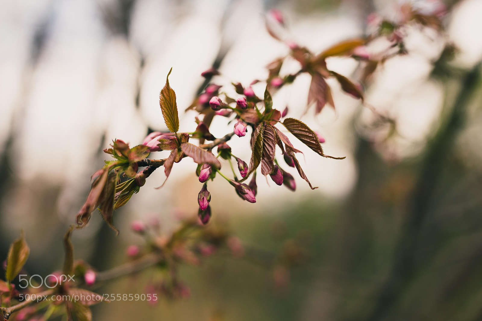 Canon EOS 6D sample photo. Spring photography