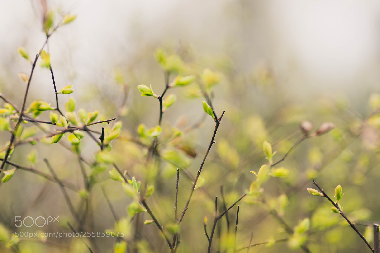 Canon EOS 6D sample photo. Spring photography