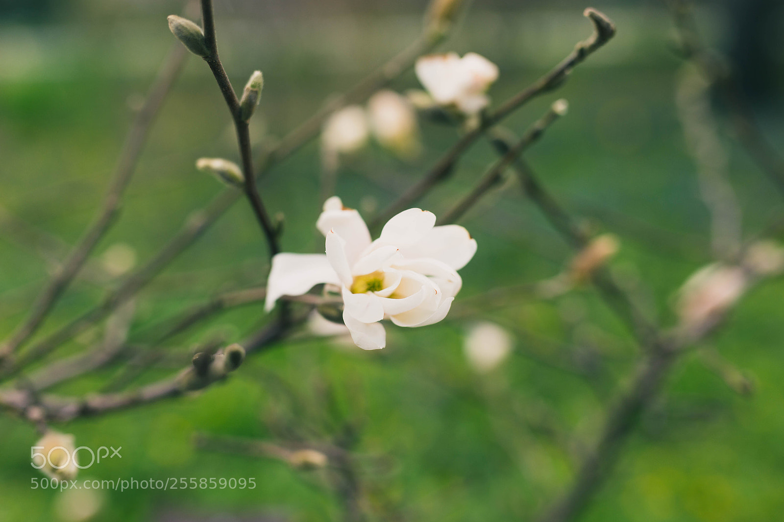 Canon EOS 6D sample photo. Spring photography