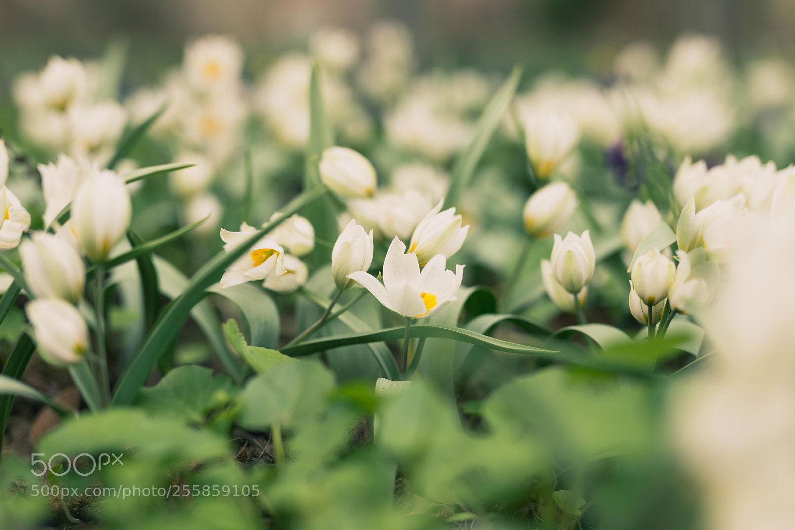 Canon EOS 6D sample photo. Spring photography