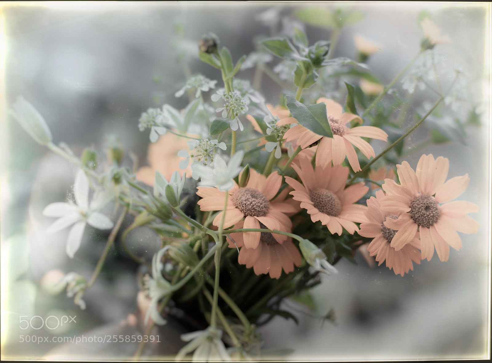 Canon EOS 6D Mark II sample photo. Wild flowers photography
