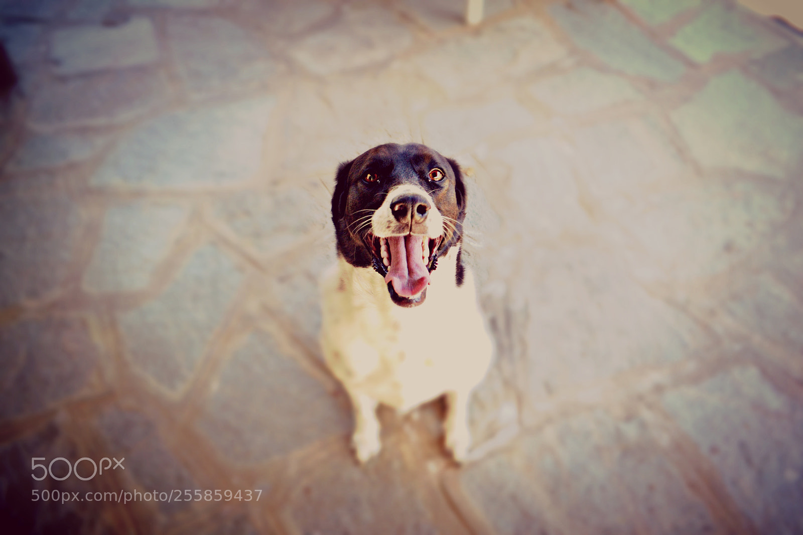 Nikon D3100 sample photo. Lola photography