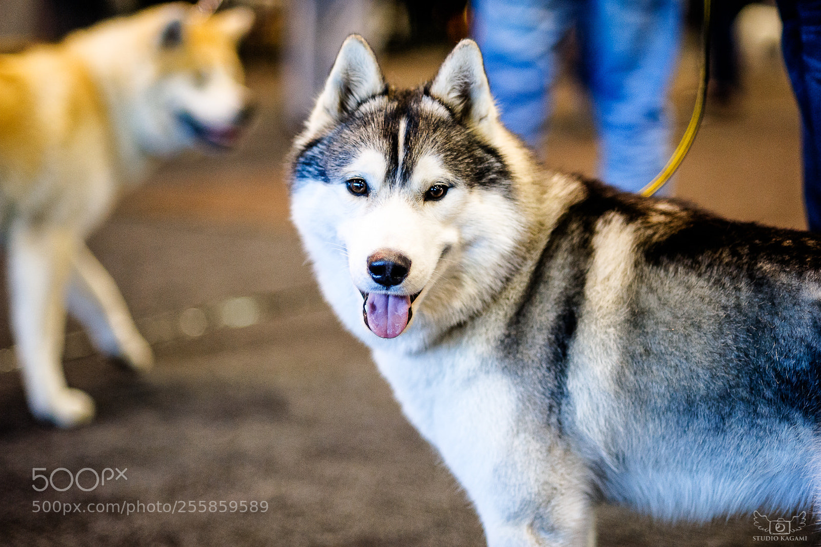 Nikon D700 sample photo. Animal #76 photography