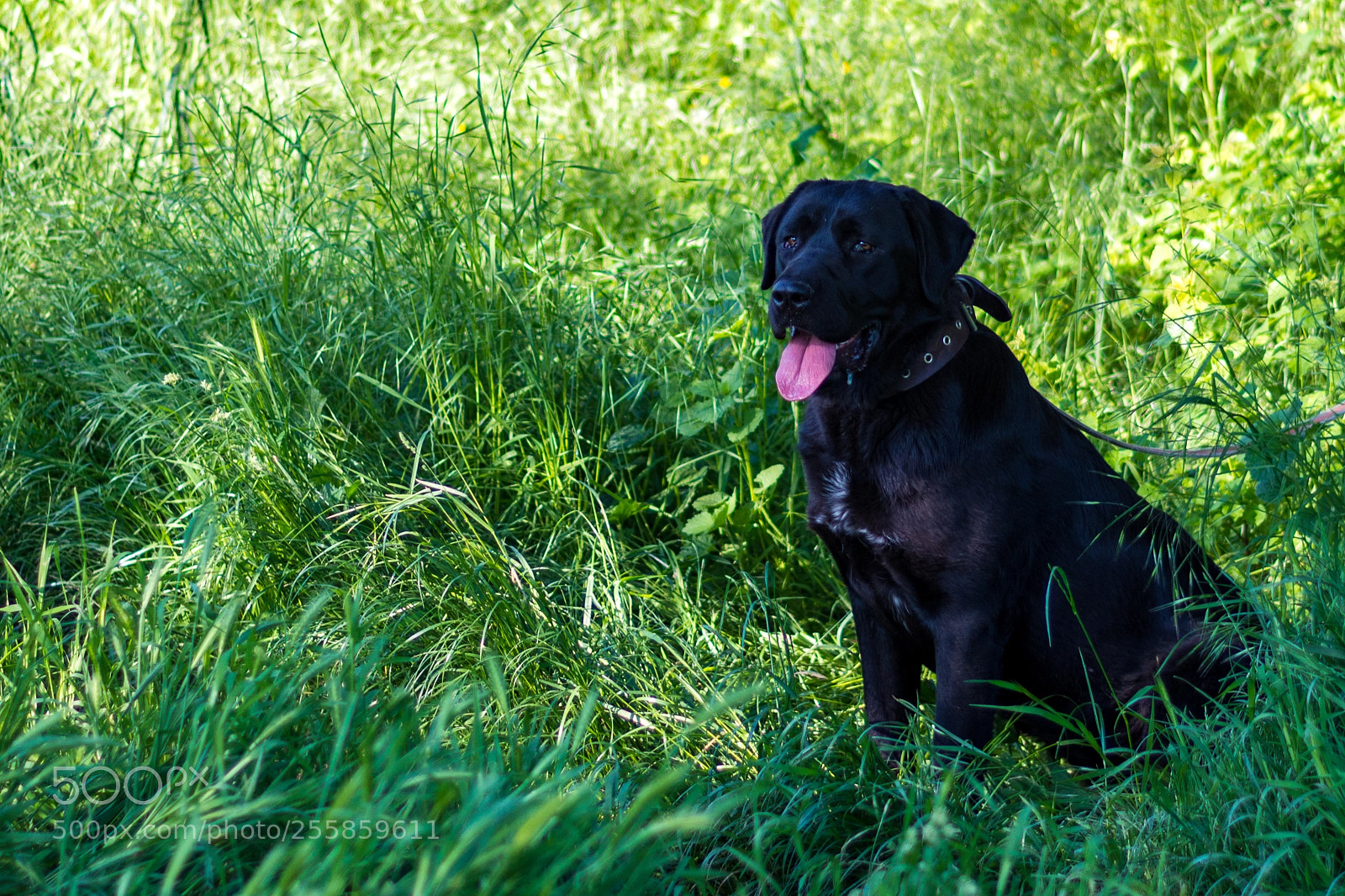 Nikon D7200 sample photo. Good boy! photography