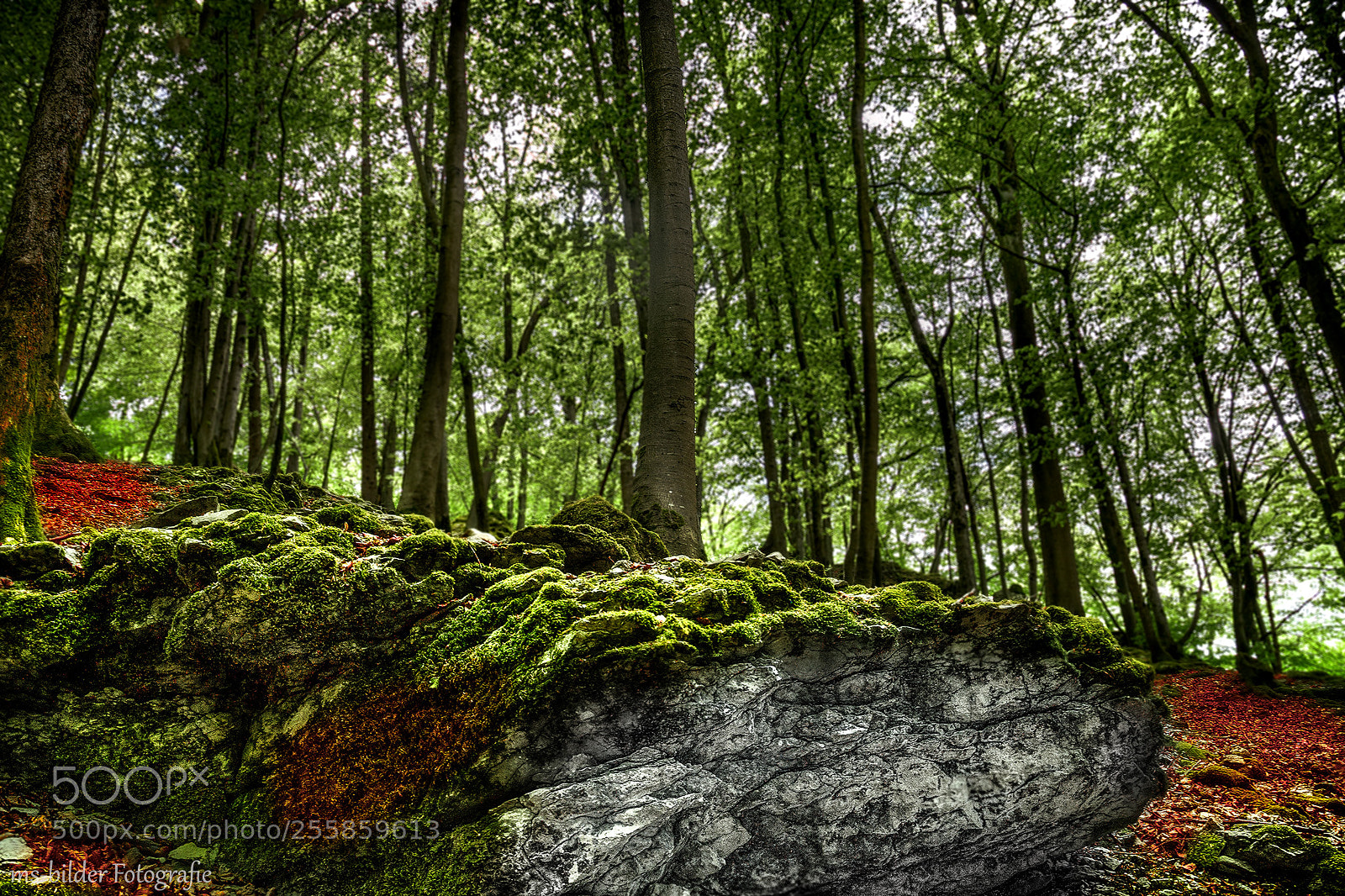 Canon EOS 6D sample photo. Forest view photography