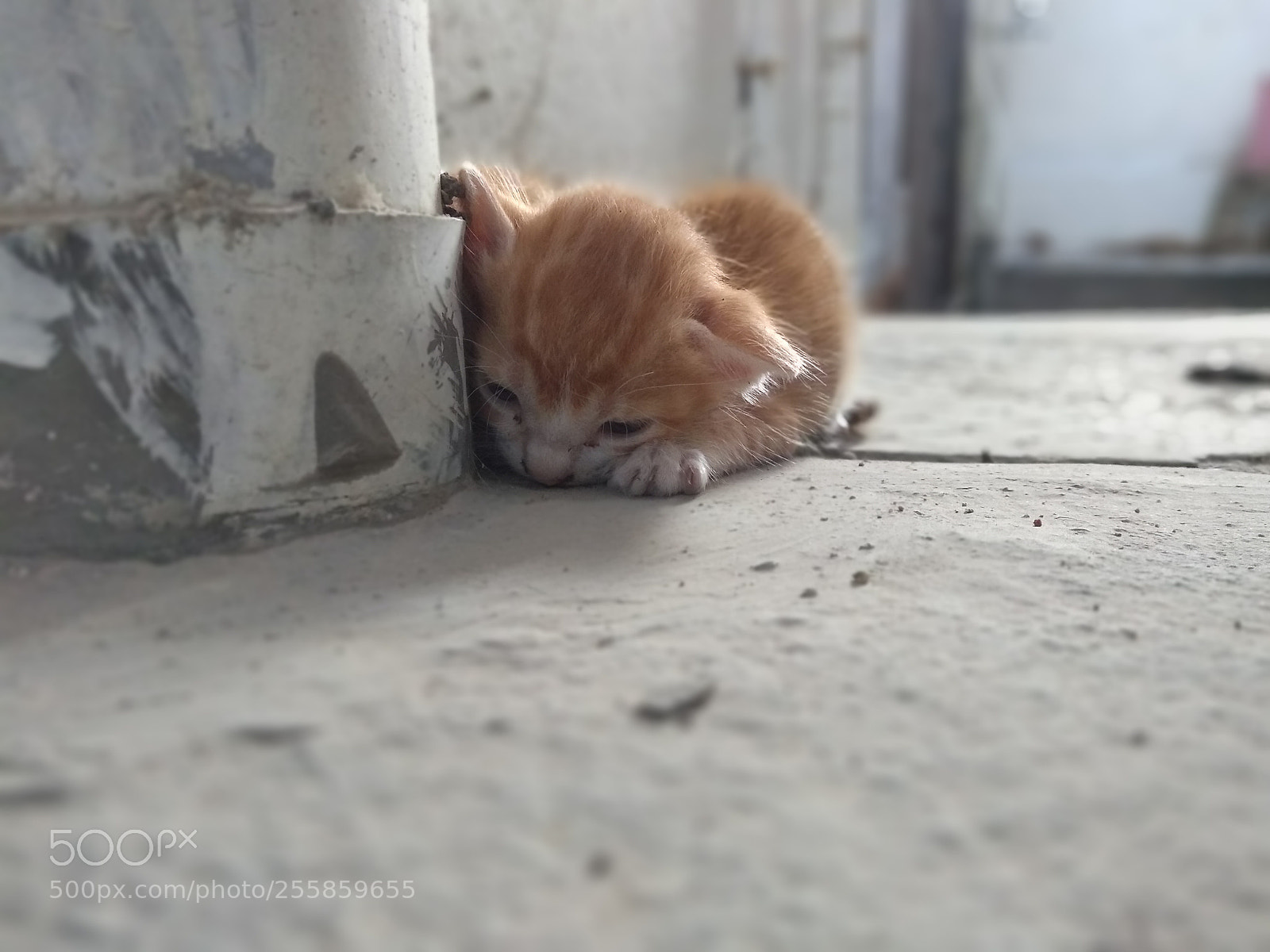 Motorola Moto G (5S) Plus sample photo. Kitten in my balcony photography