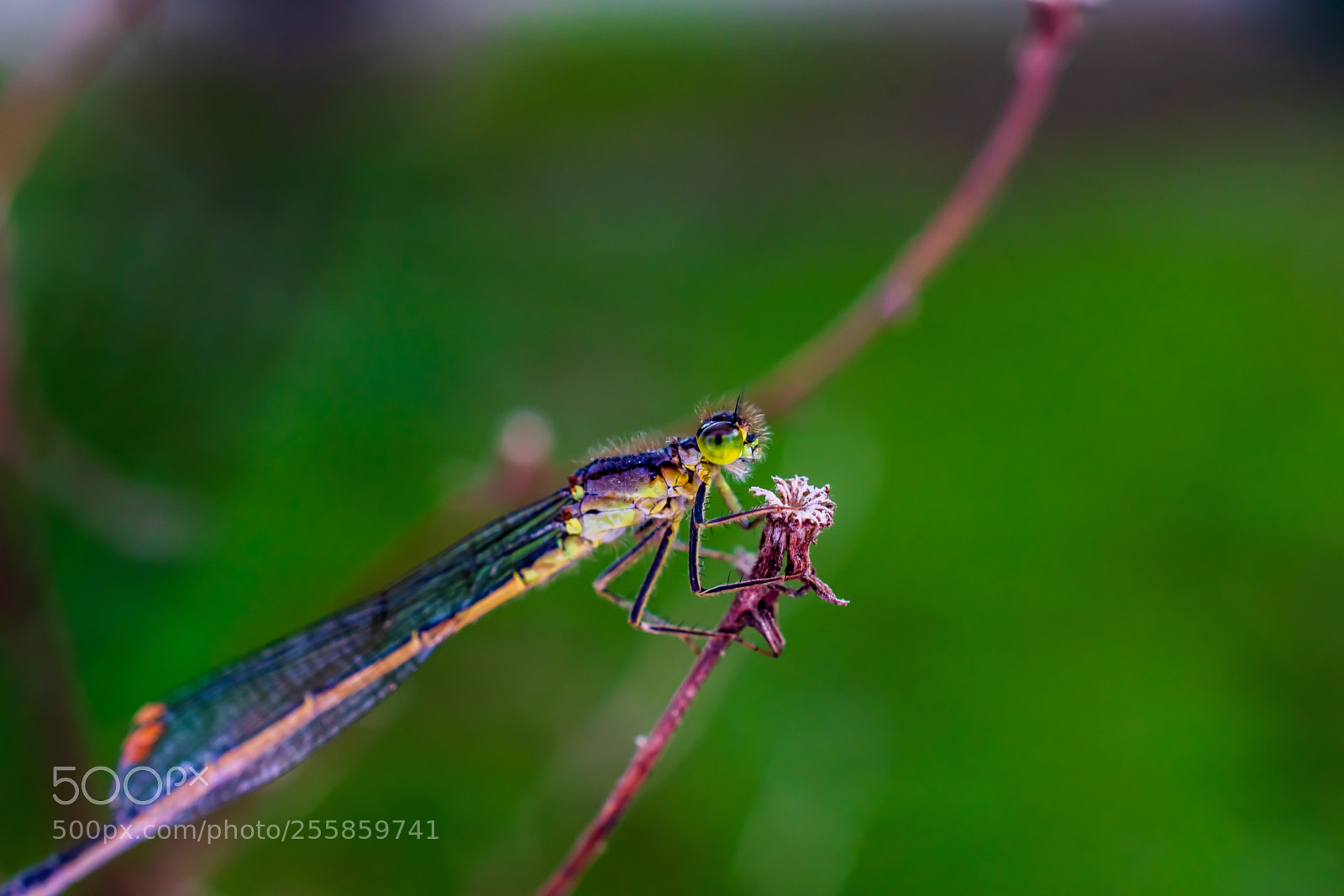 Nikon D7500 sample photo. Dragonfly photography