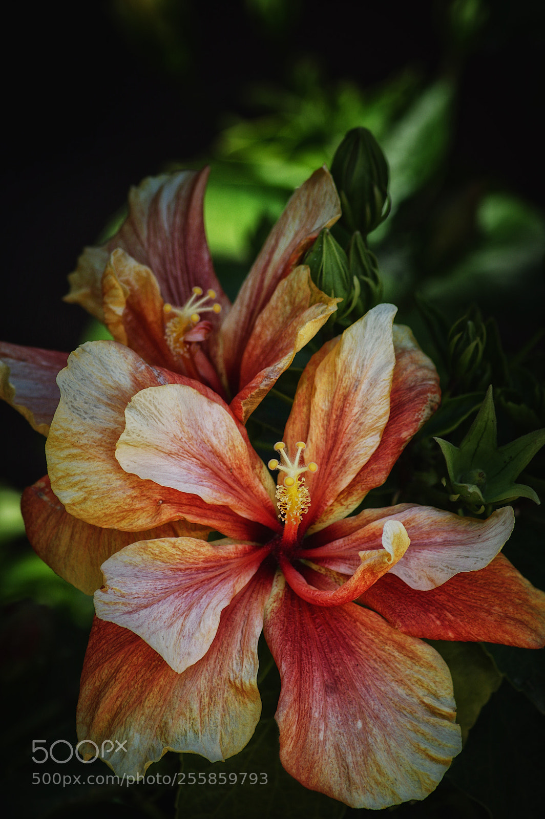Pentax K-3 sample photo. La flor de un photography