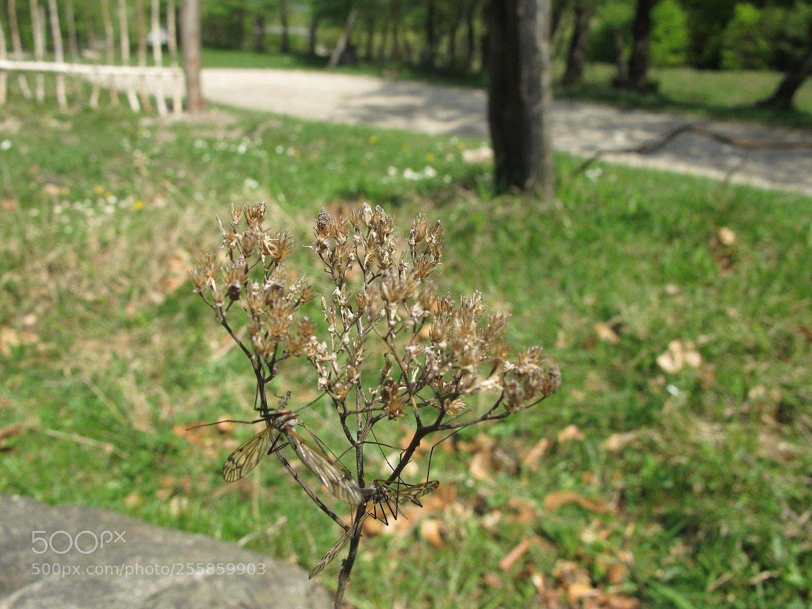 Canon PowerShot G11 sample photo. Untitled photography