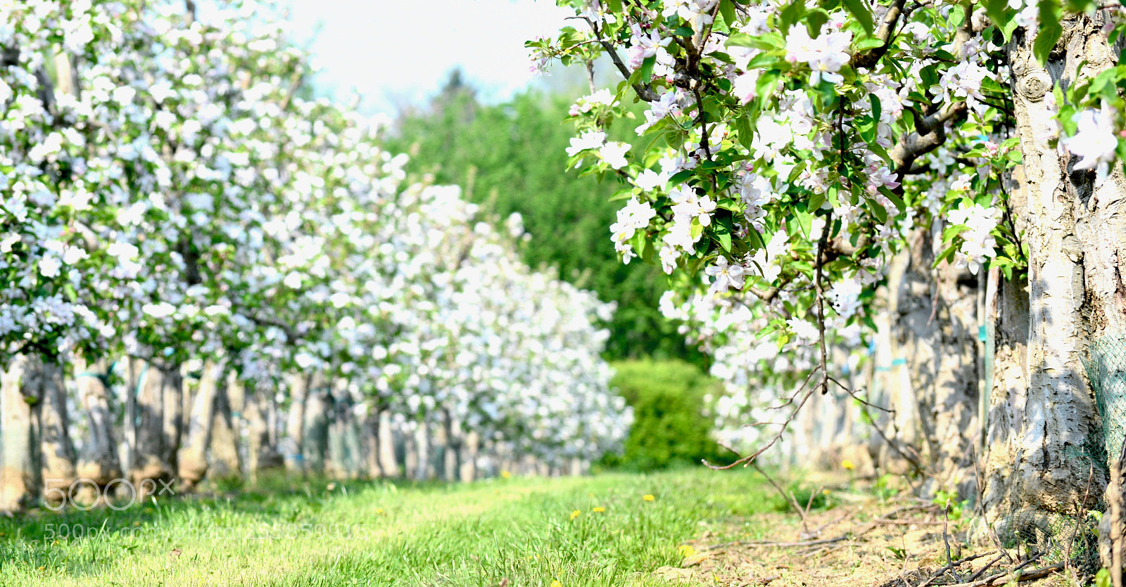 Nikon D7000 sample photo. Springtime photography