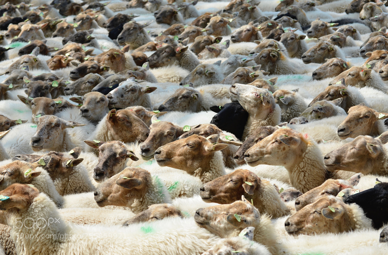 Nikon D7000 sample photo. Sheep photography
